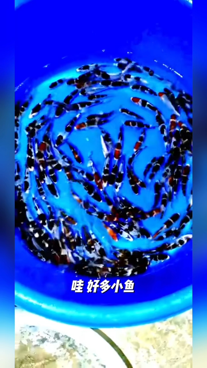 大齐说锦鲤。