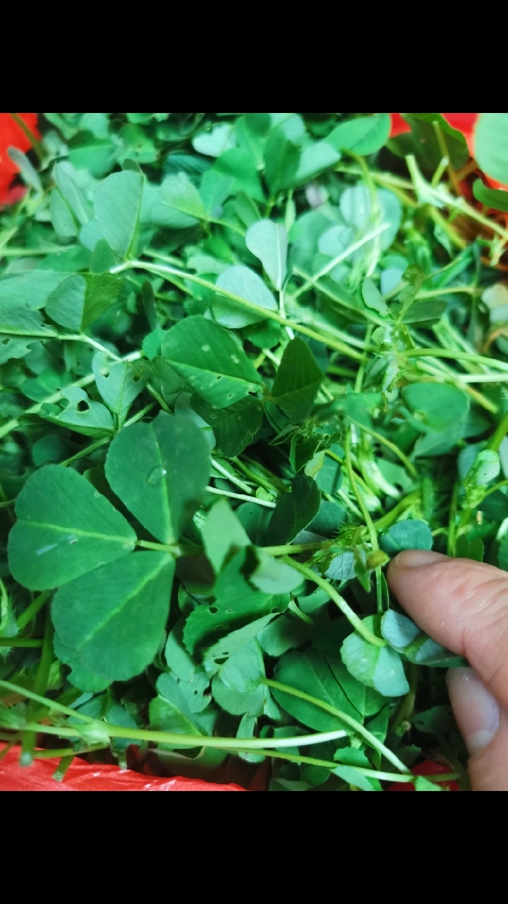 草头菜，你们那边叫什么？春天的野菜，用蒜泥清炒特别好吃！