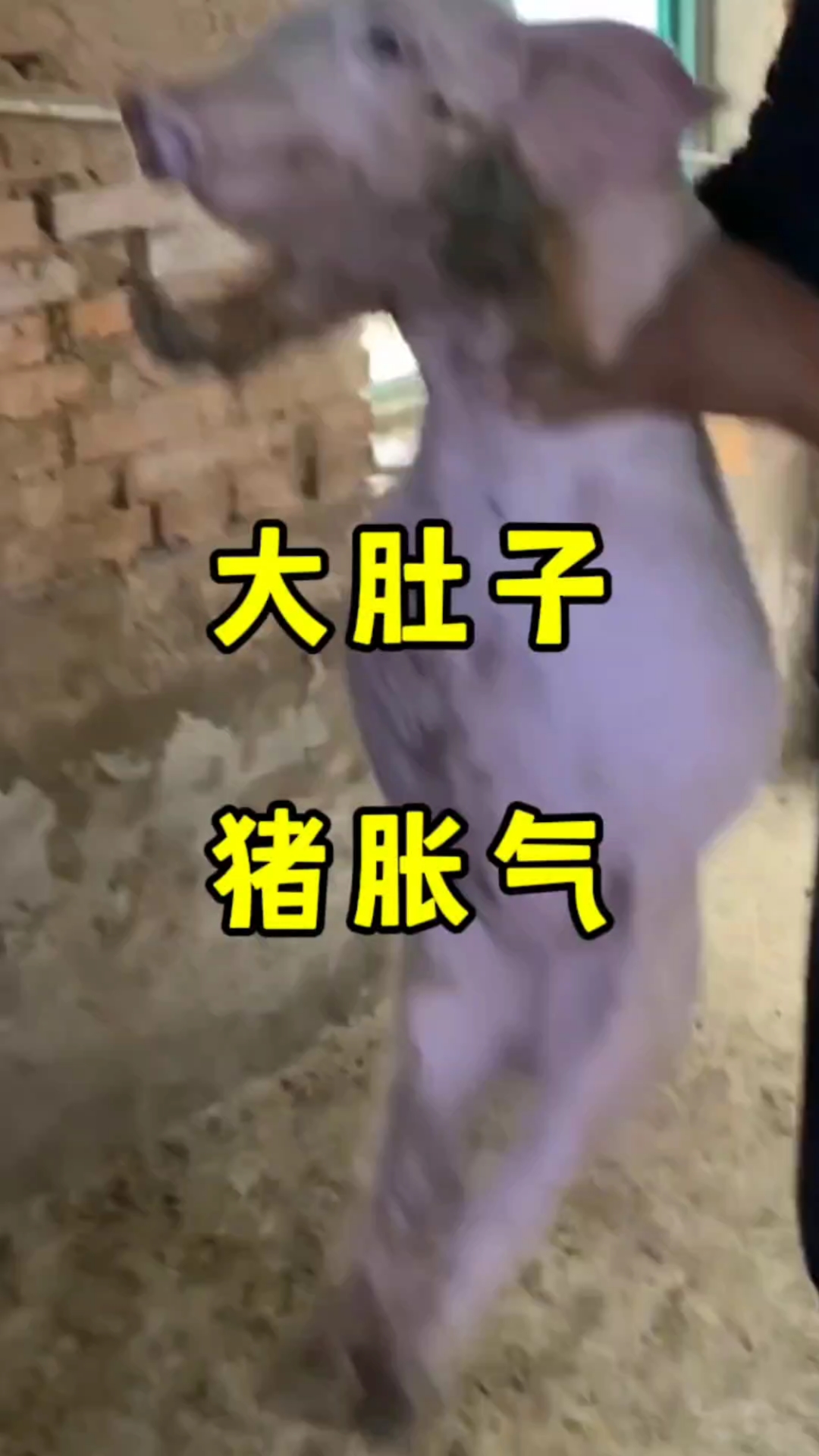 猪肚子大,胀气像皮球一样#猪肚子大#猪胀气怎么办 