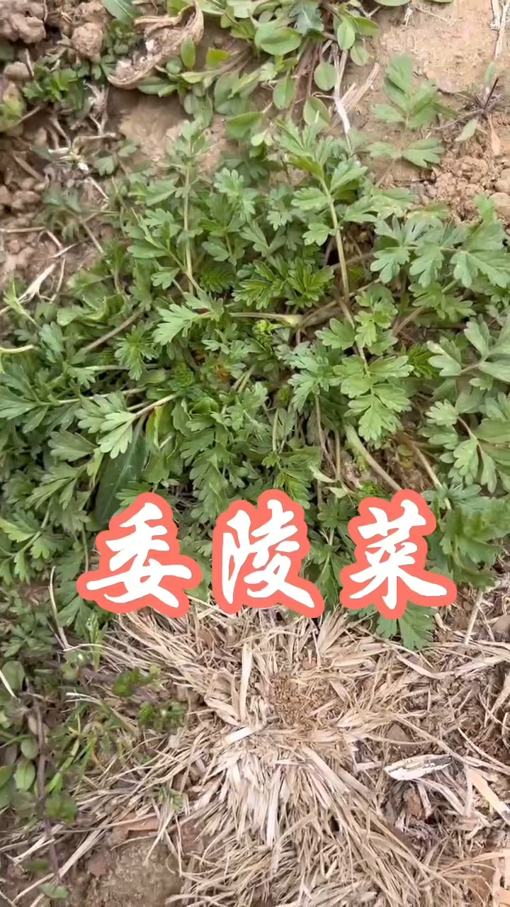 #委陵菜# 天然草本植物#挖野菜# #大自然的馈赠# #春天的正确打开方式#