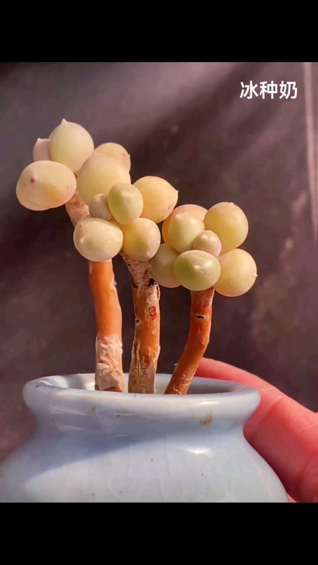 多肉贵族之全部奶酪