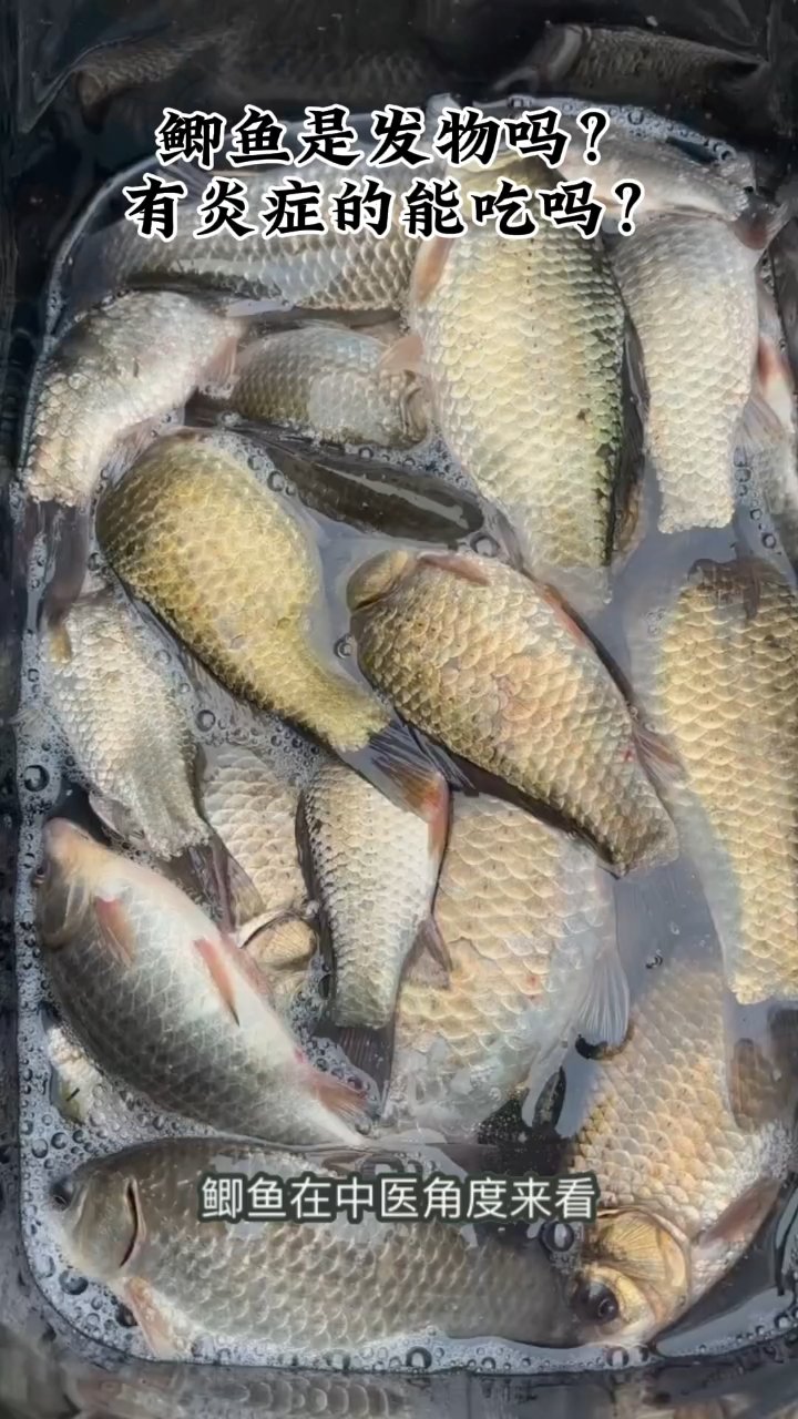 有炎症能吃鲫鱼吗?