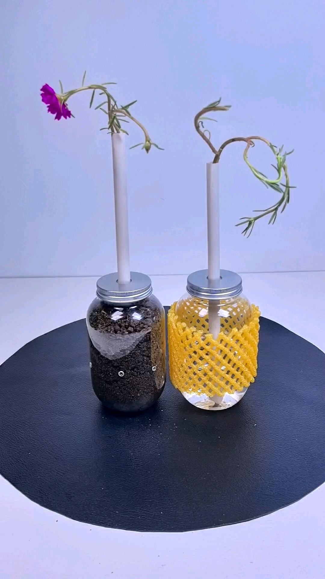 奶茶瓶别扔洗干净就可以种花#空瓶子的妙用#变废为宝