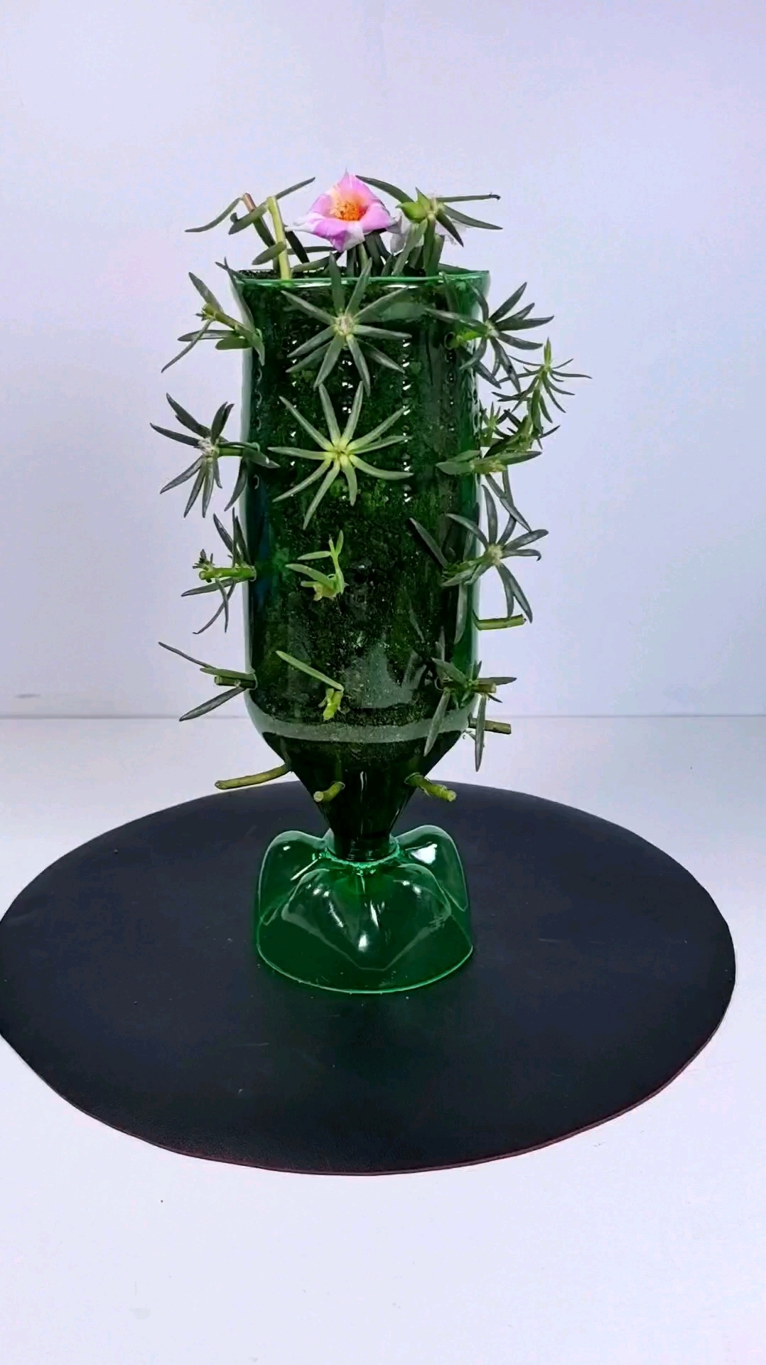 饮料瓶种太阳花#自制花盆#手工花盆#废物利用#手工 