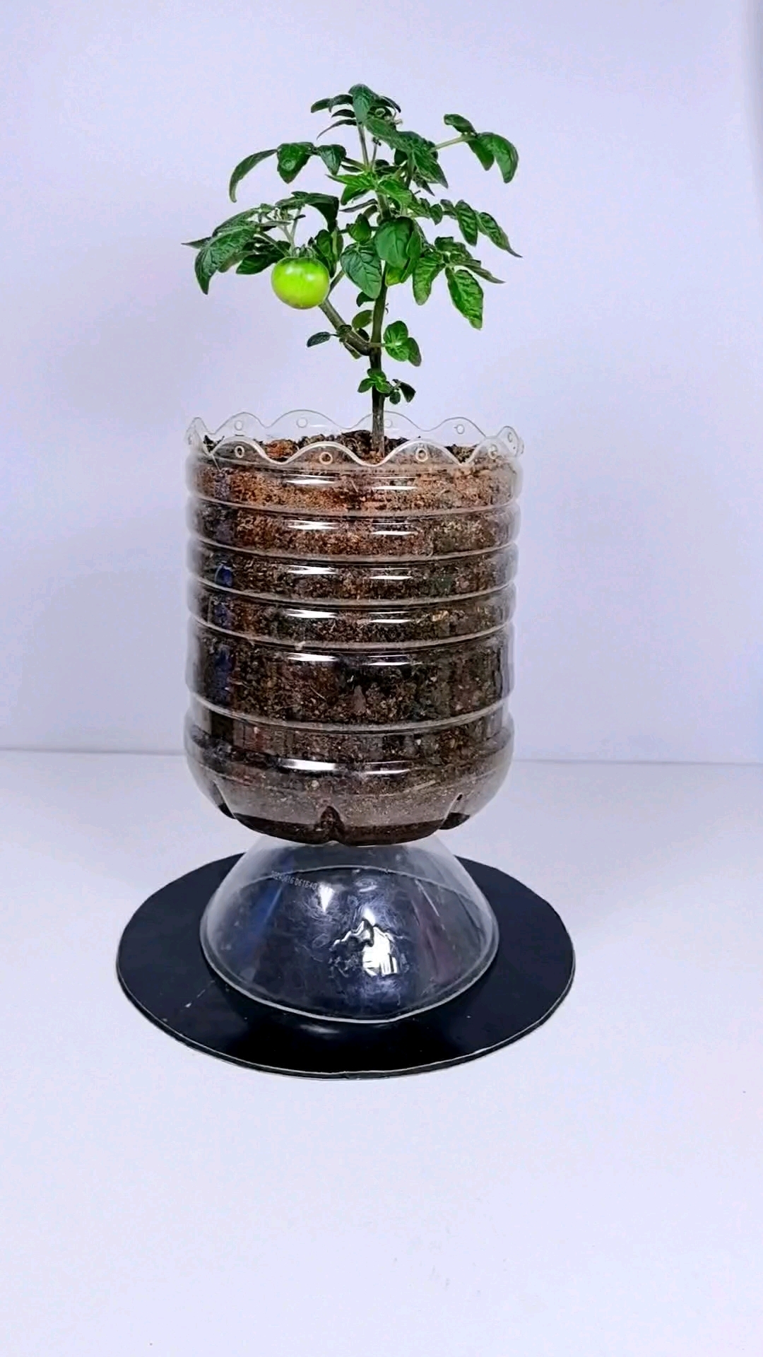 废油桶变废为宝做花盆种花种菜#变废为宝 #废物利用 #手工