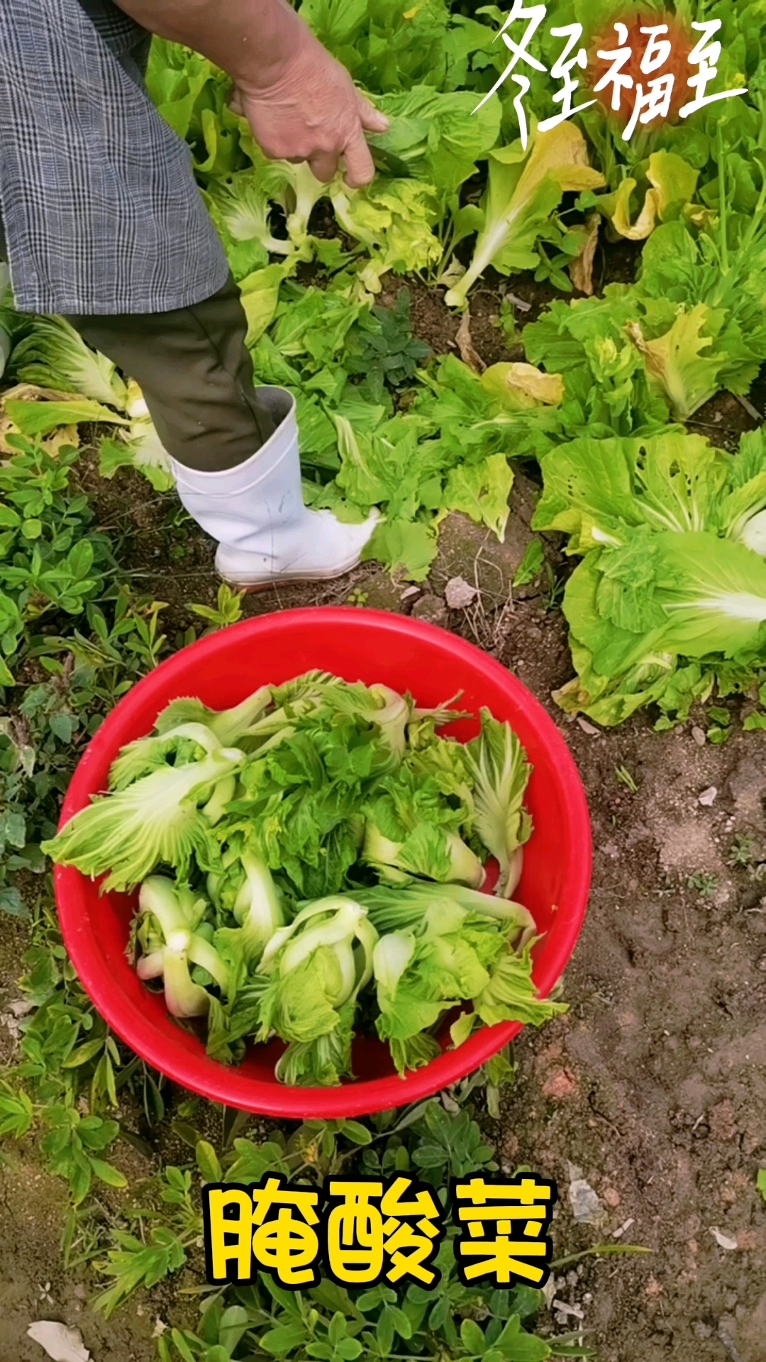 失业系列之3:失业后在家腌酸菜!