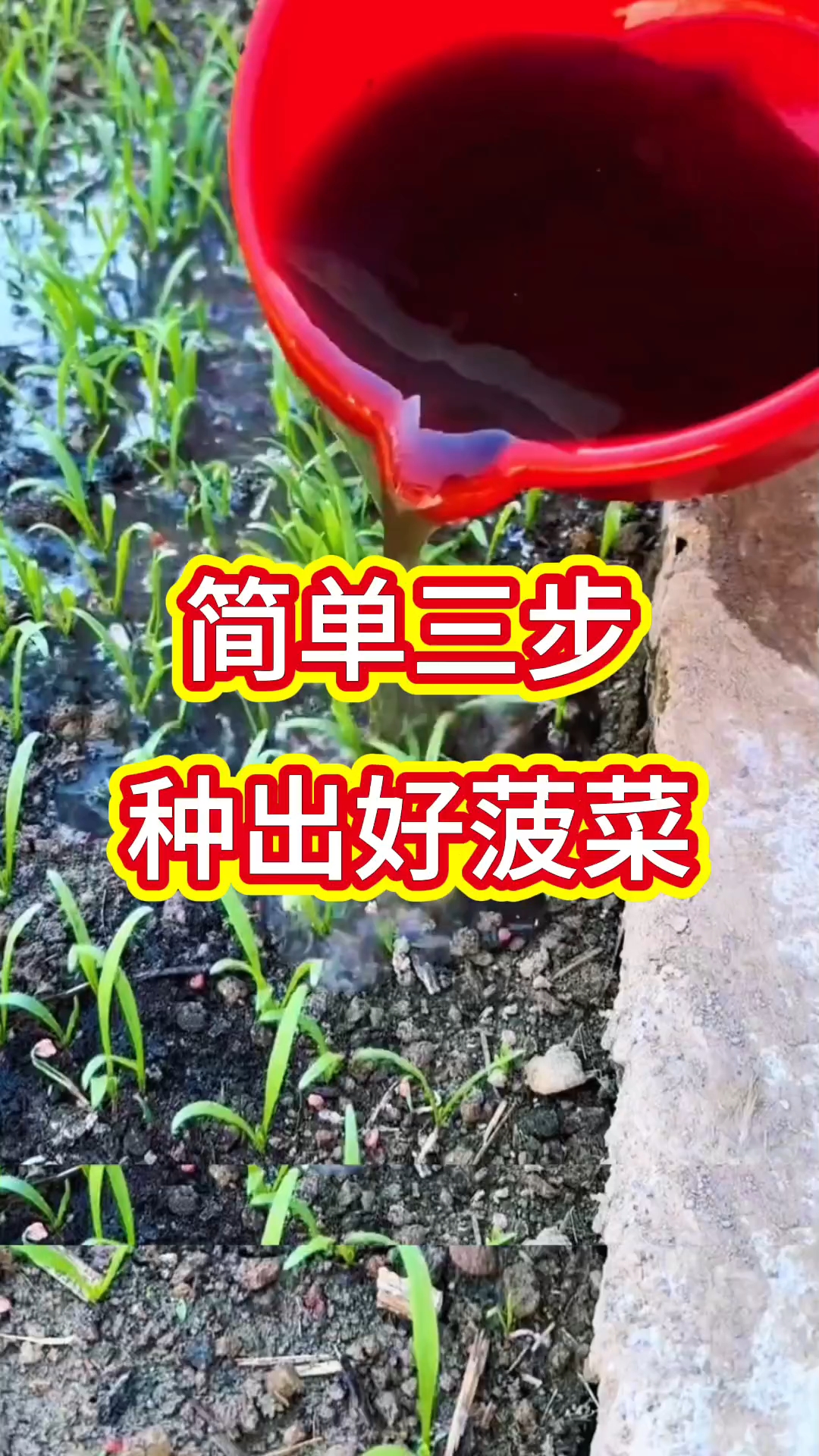 简单三步，种出好菠菜