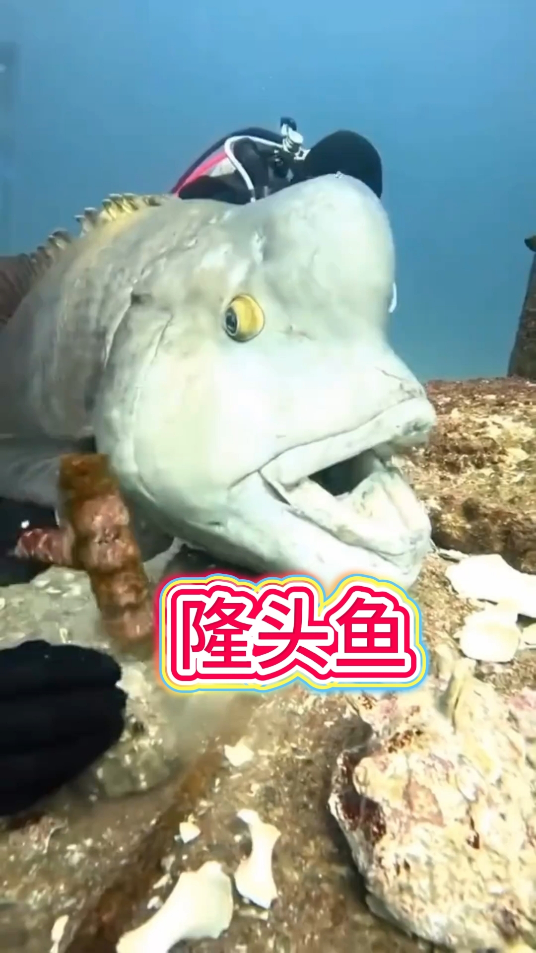 隆头鱼一种神奇的海洋生物