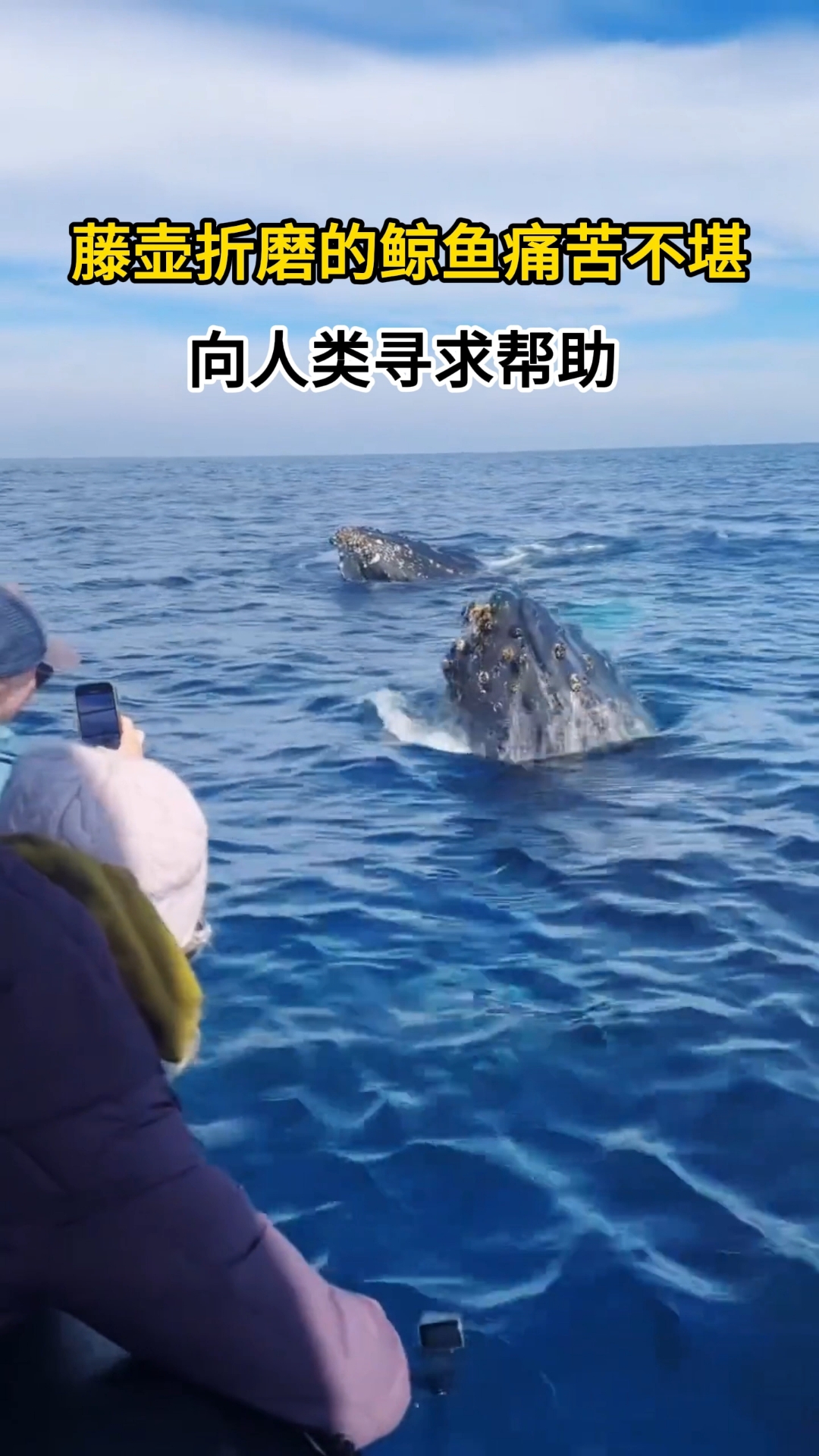 鲸鱼身上长满了藤壶,疼痛难忍寻求助人类的帮助