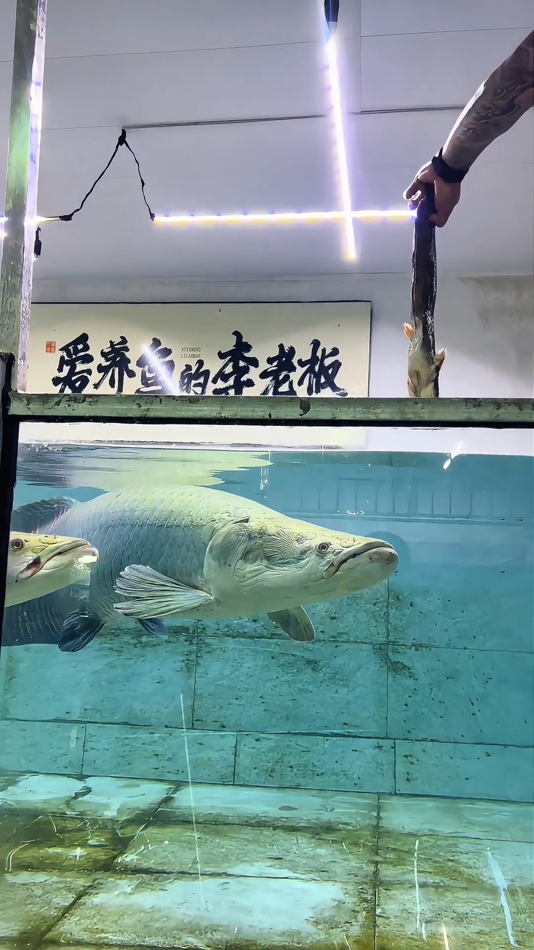 巨骨舌鱼的鳞片究竟有多硬