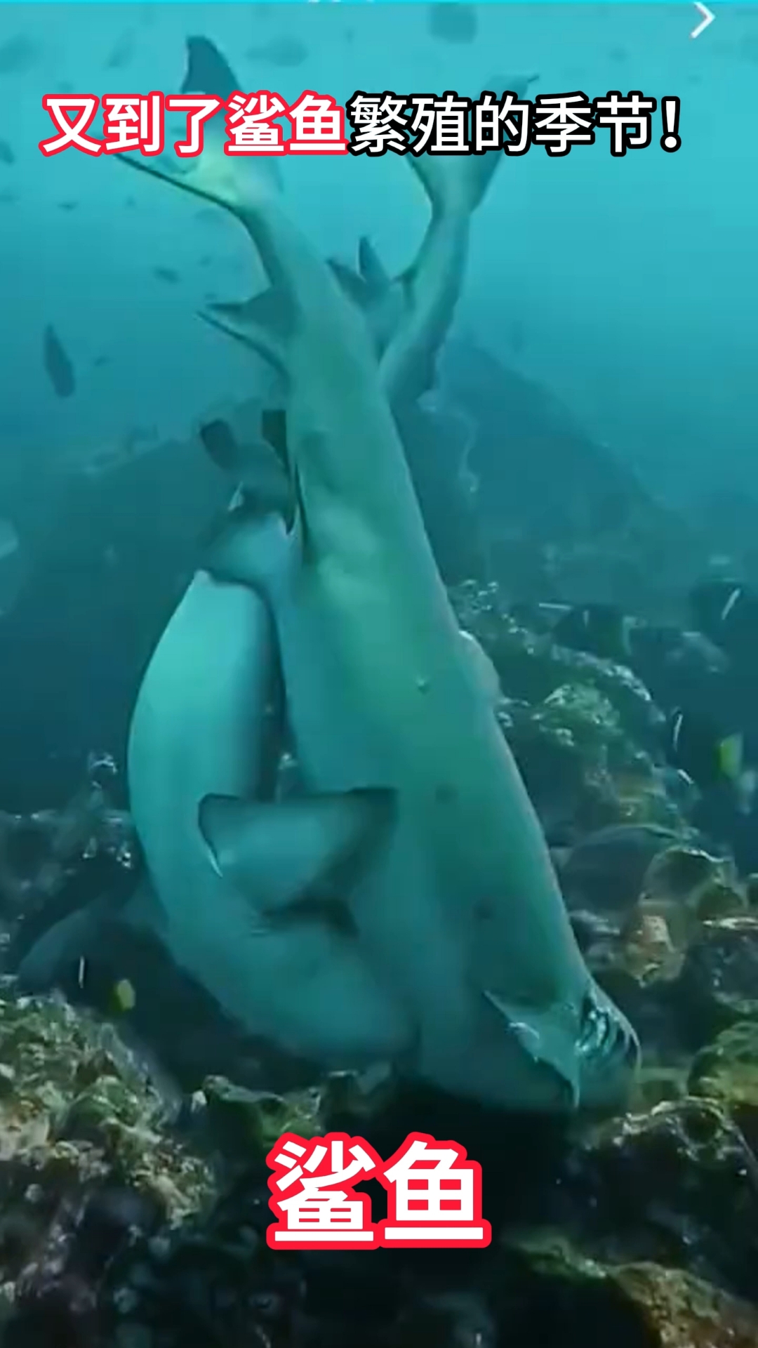 鲨鱼海洋霸主深海绞肉机