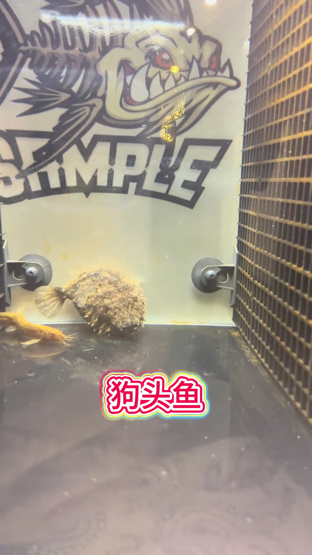 狗头鱼的咬合力究竟有多惊人？