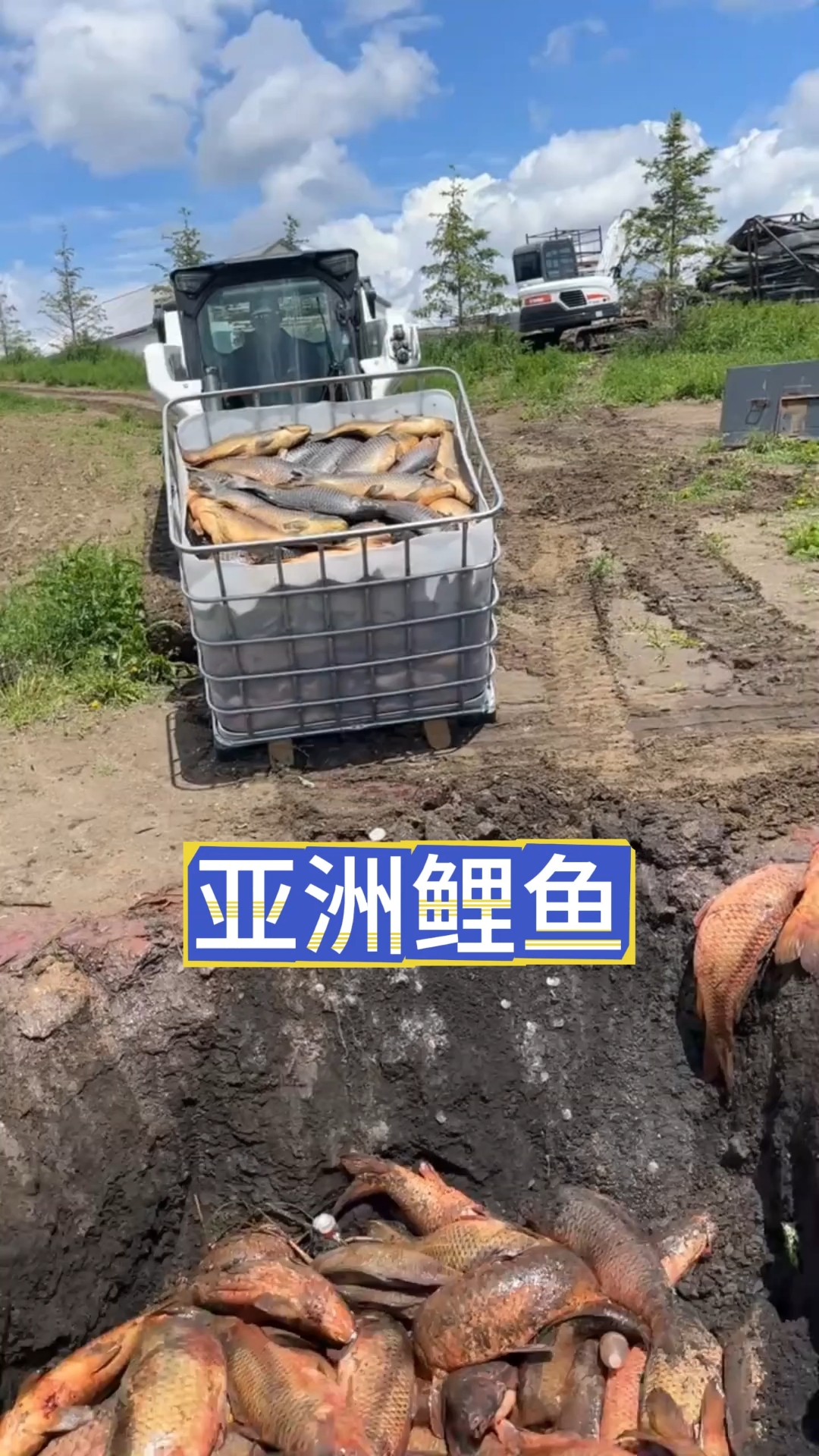 亚洲鲤鱼在国外泛滥成灾