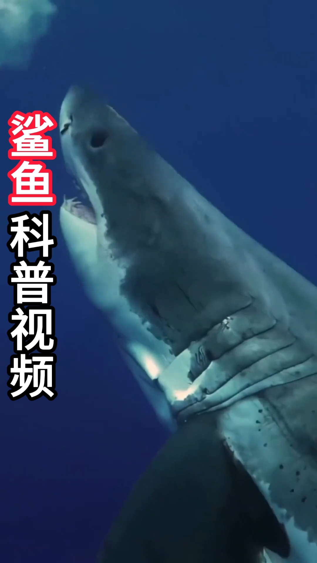 鲨鱼是这片蓝色海洋世界的主宰