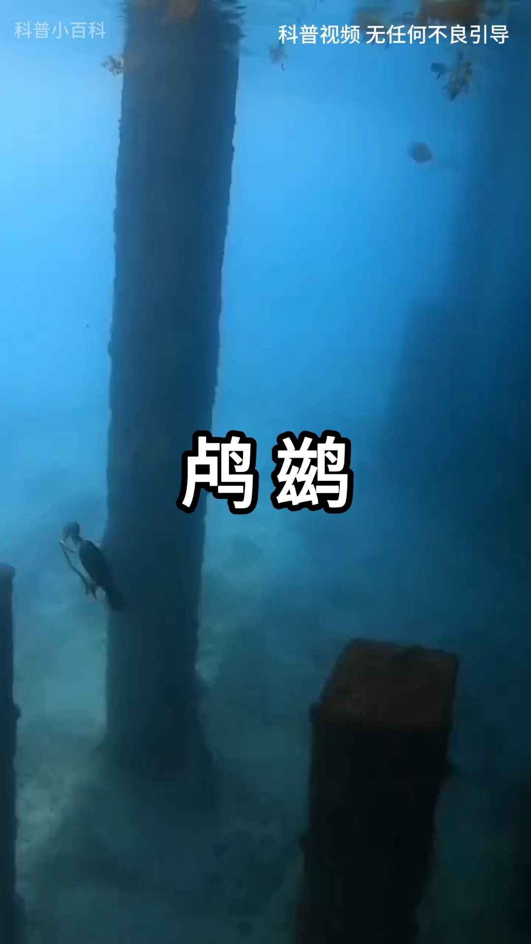 鸬鹚又叫鱼鹰,人称捕鱼小能手