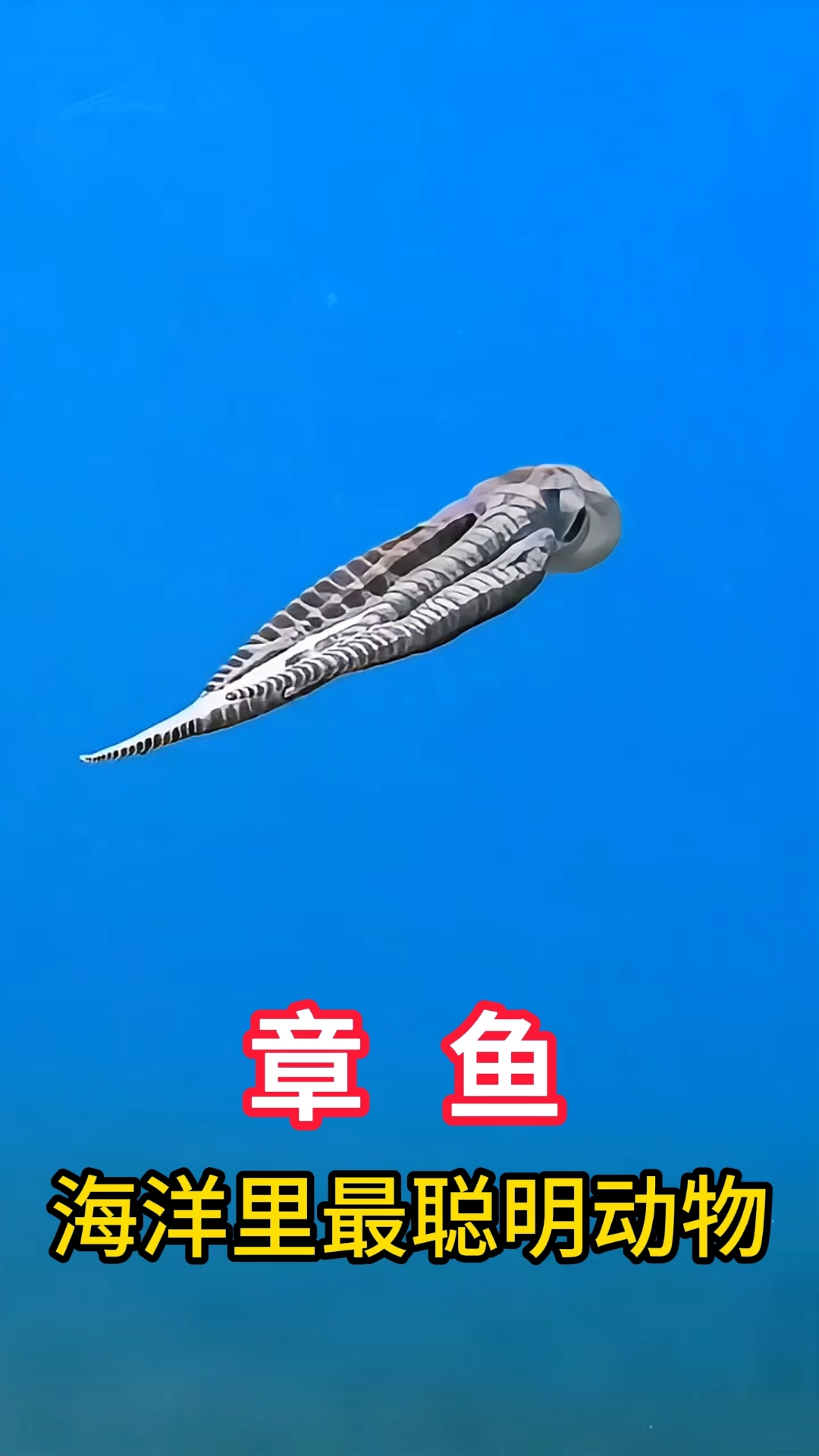 章鱼为什么是海洋里最聪明的动物