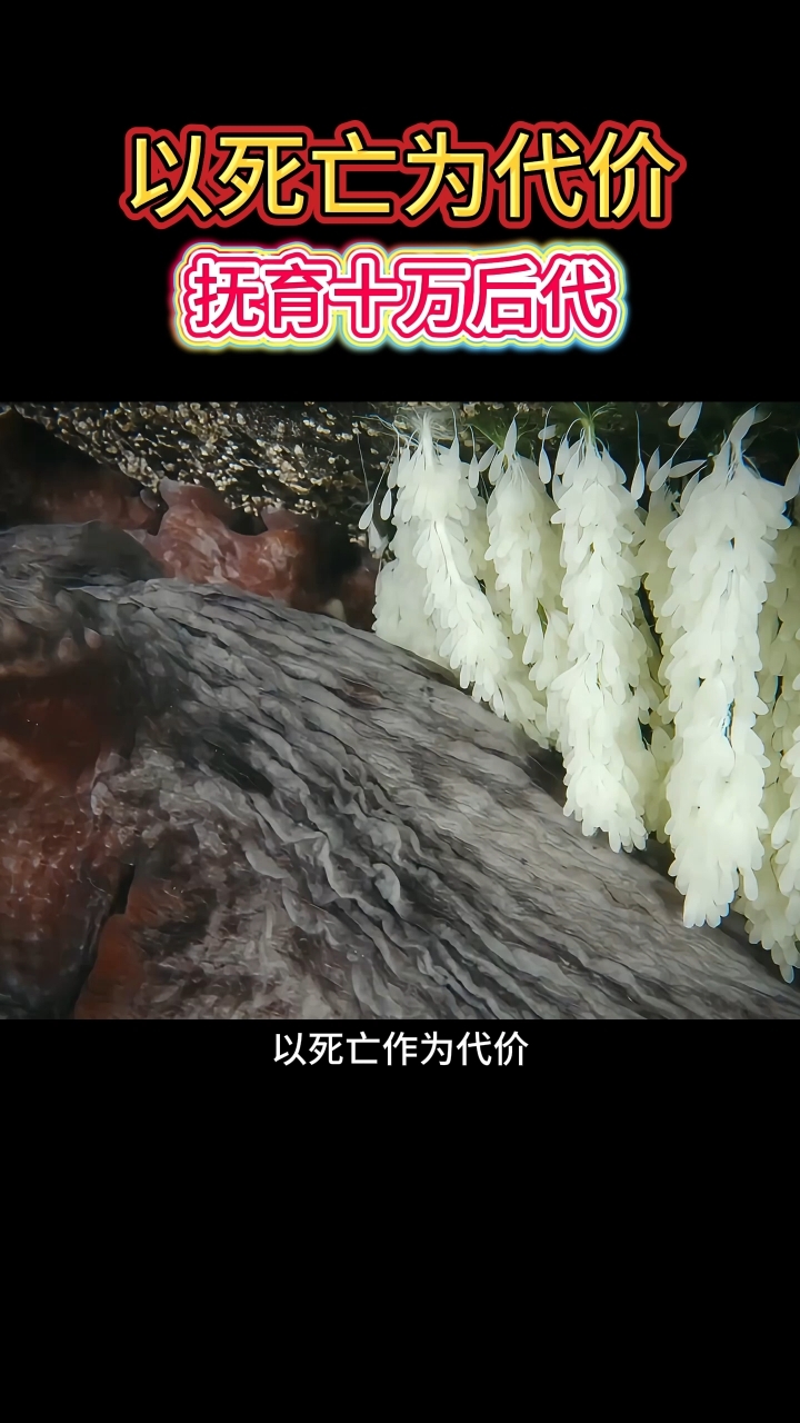 太平洋章鱼以死亡的代价，抚育十万后代