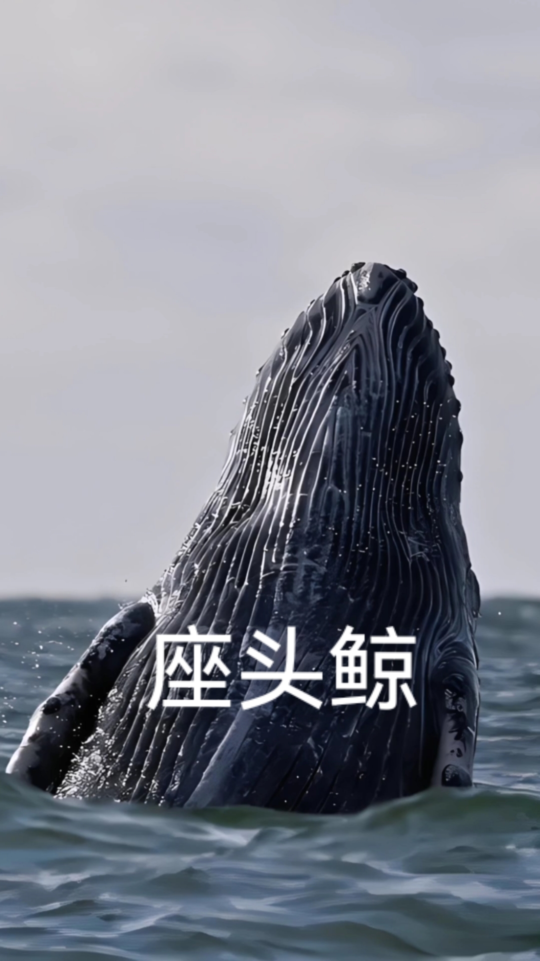 当重达6万斤的座头鲸跃出海面,太震撼了!#精彩抓拍