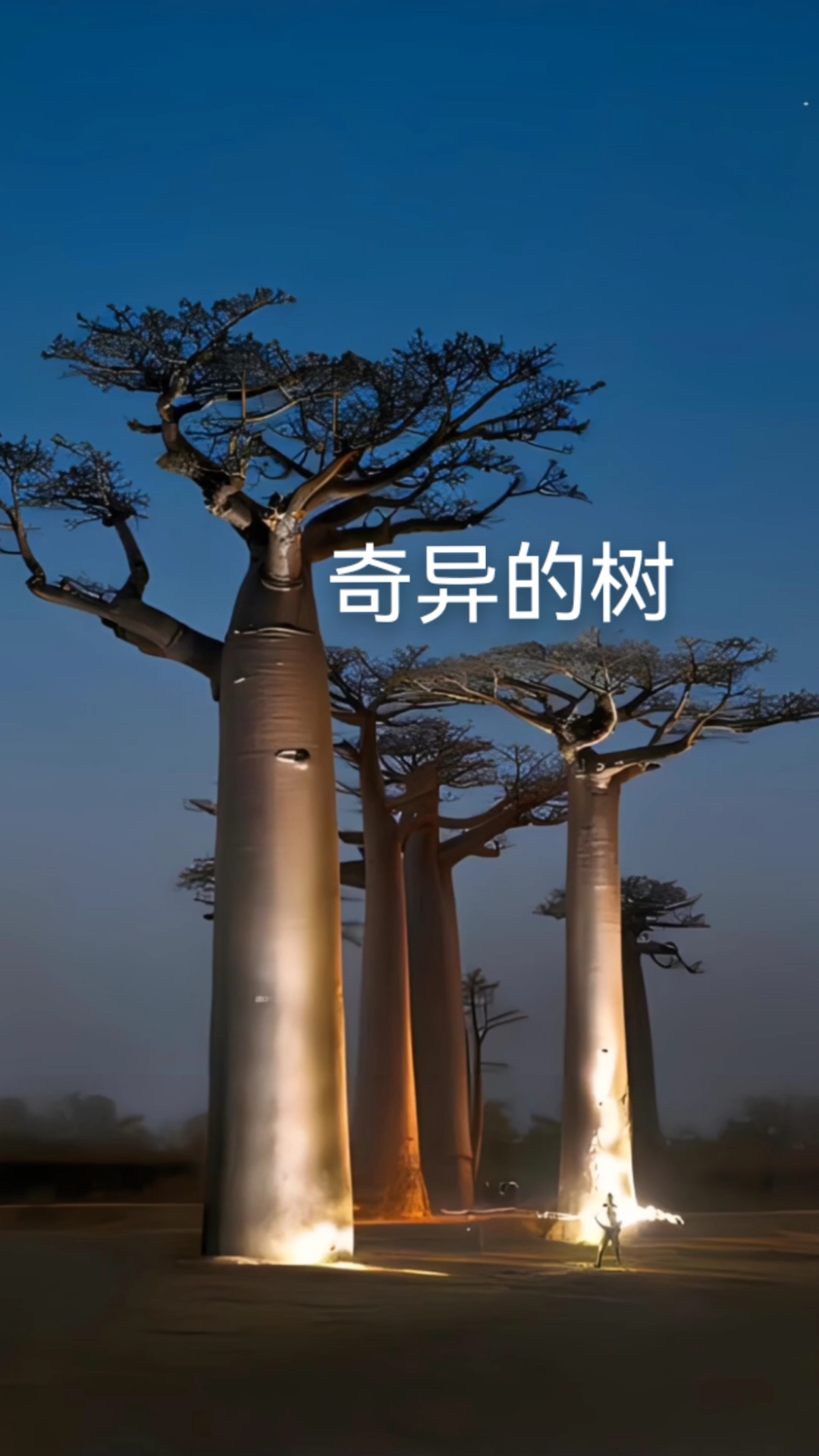 猴面包树有多大?可以当房子居住的树!#难得一见#科普#