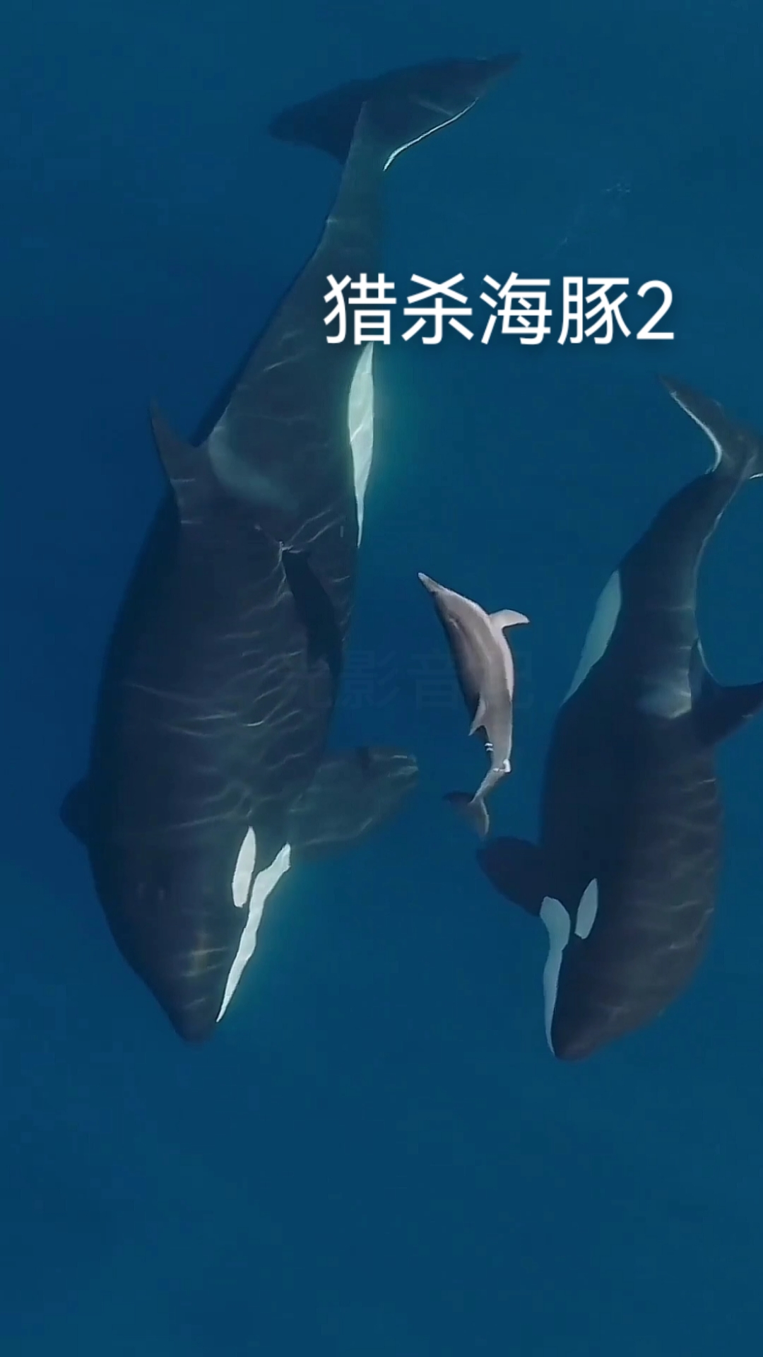 虎鲸和海豚是近亲,为何势不两立?它们究竟谁的智商更高?
