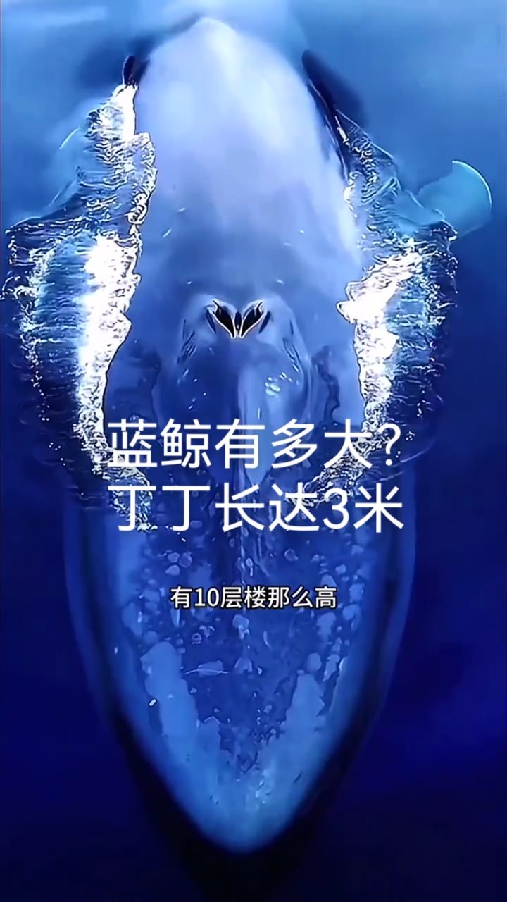 蓝鲸有多大?丁丁长达3米!它是世界最大的动物!#难得一见