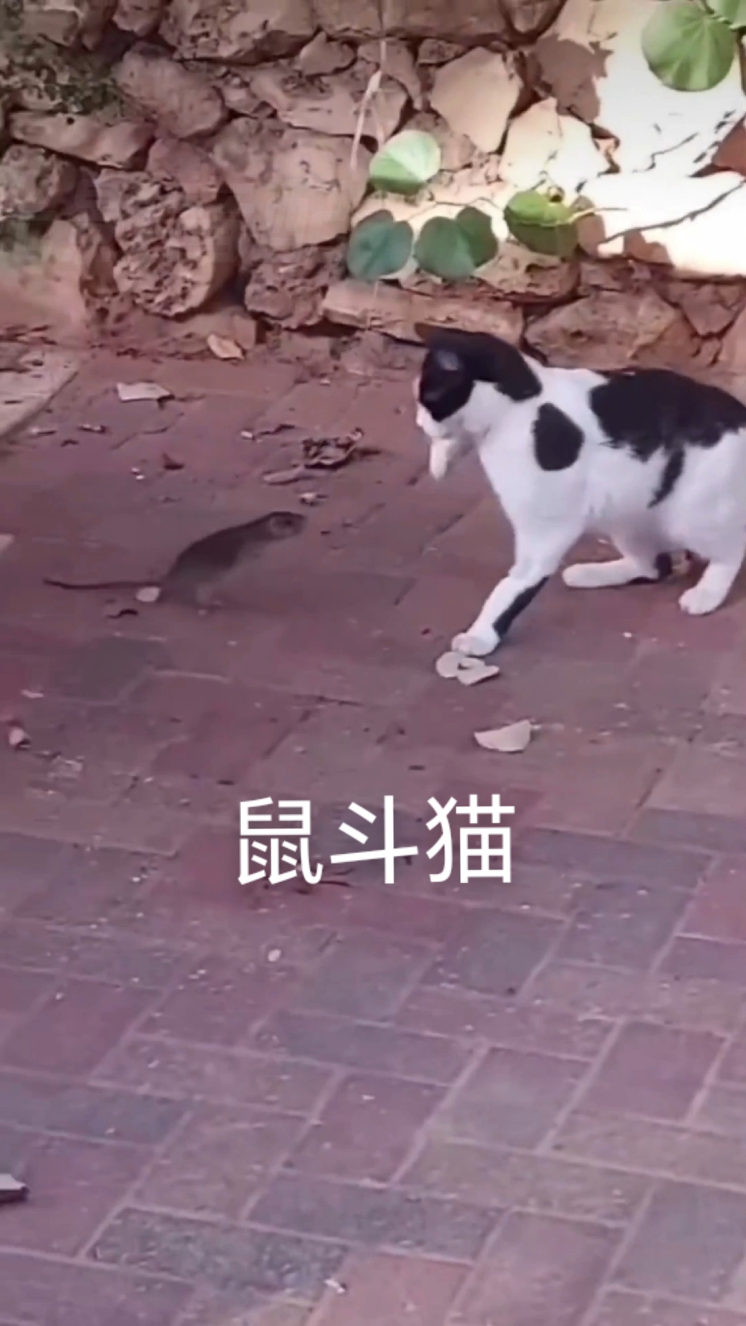老鼠攻击猫,城市宠物猫看到老鼠大呼救命!#难得一见