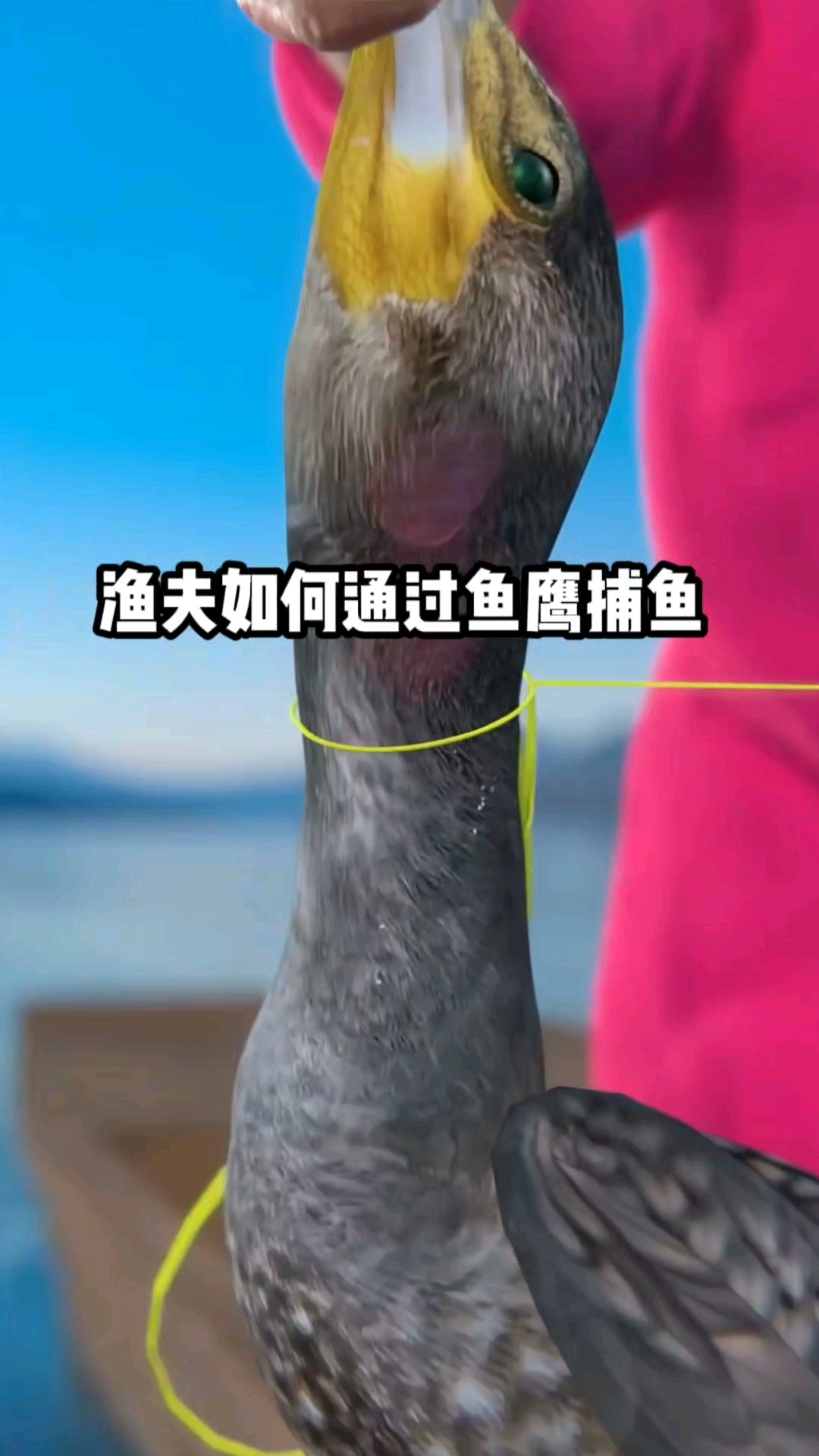 渔夫是如何通过鱼鹰捕鱼的?