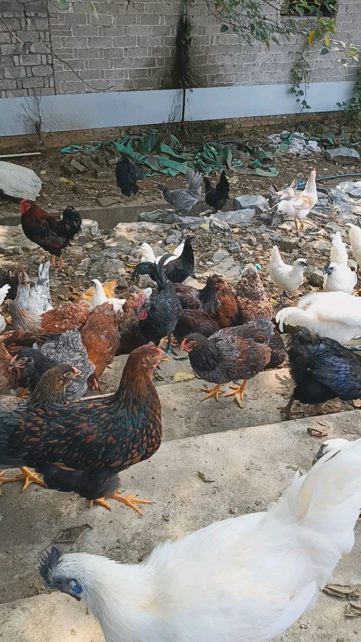 紫怀特,江山白,瓦灰青年鸡