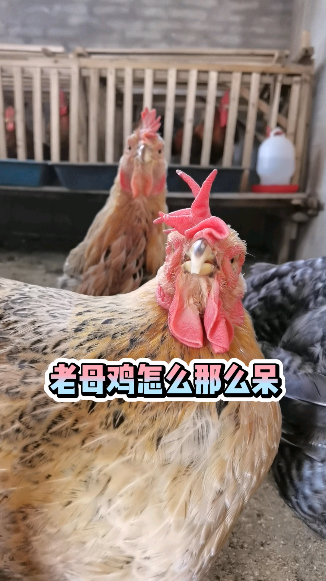又是呆头呆脑的过一天~