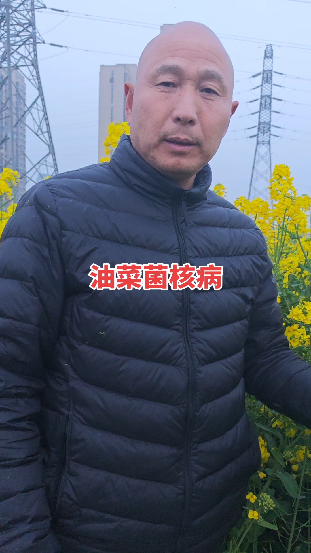 油菜菌核病!