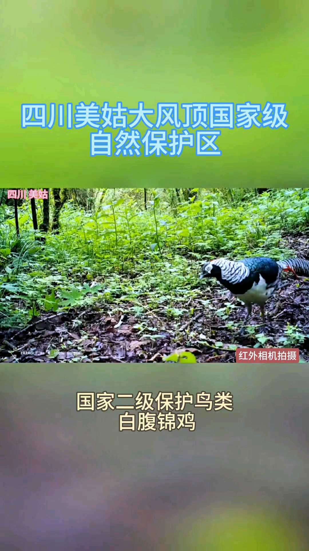 野生大熊猫伴生白腹锦鸡