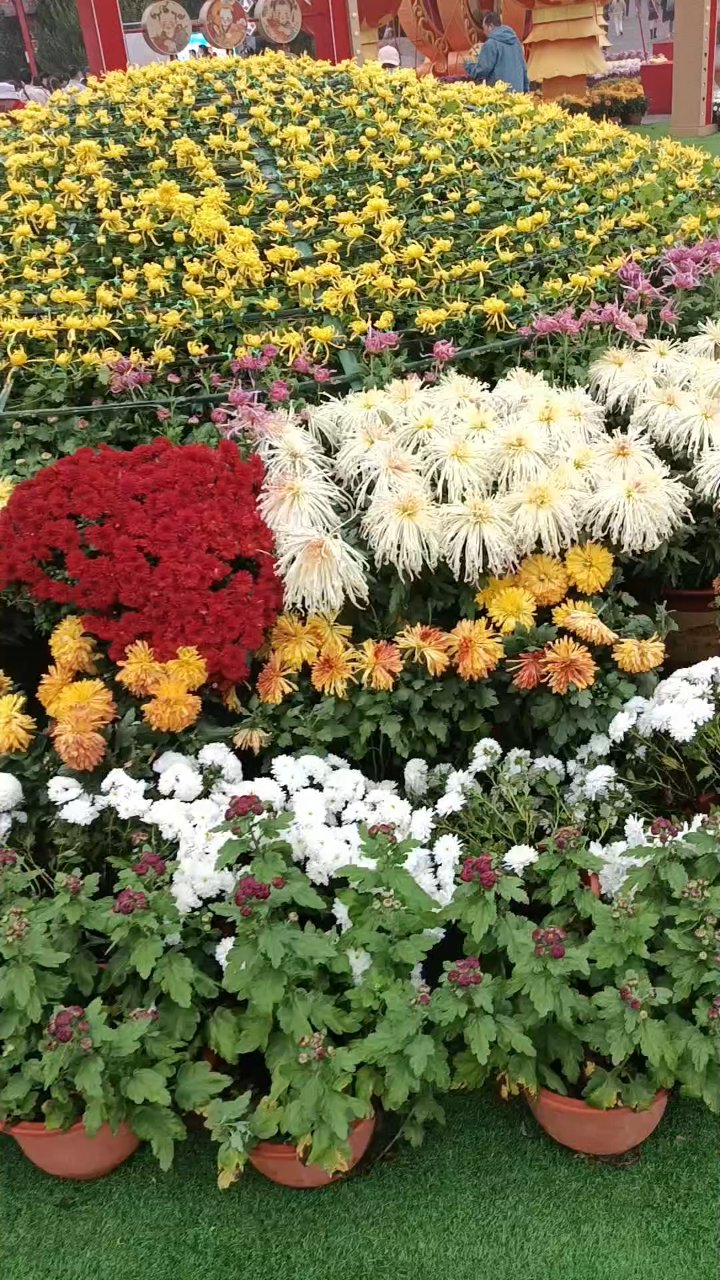 开封菊花展