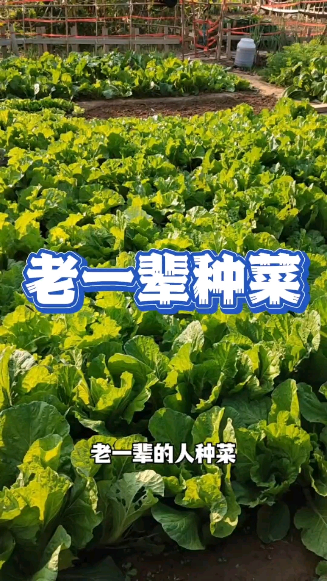 老一辈种菜,废弃老菜杆还田做有机肥,种出绿色健康菜