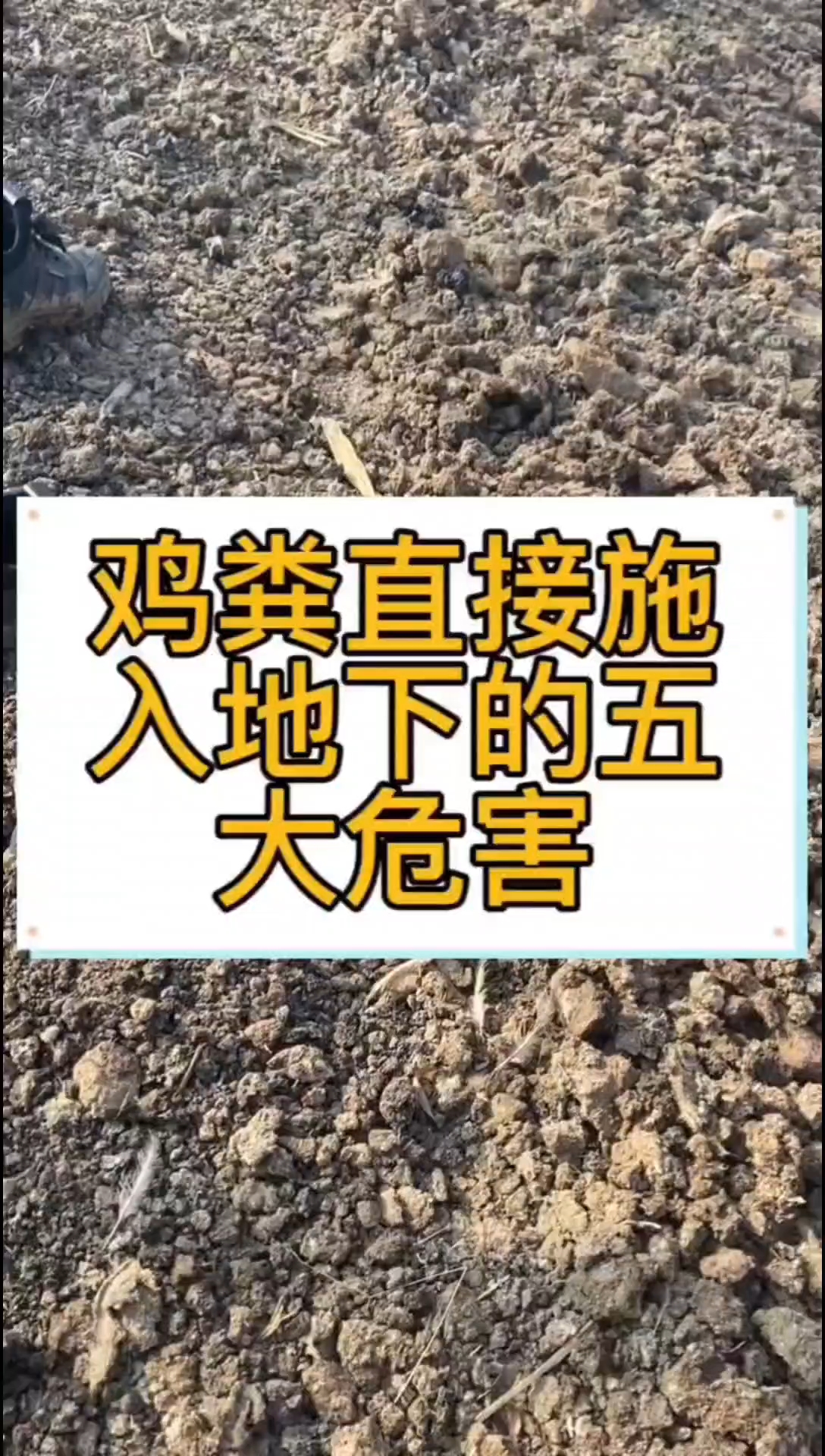 鸡粪直接使用危害大。鸡粪不发酵就是粪,发酵后才是肥,才能用