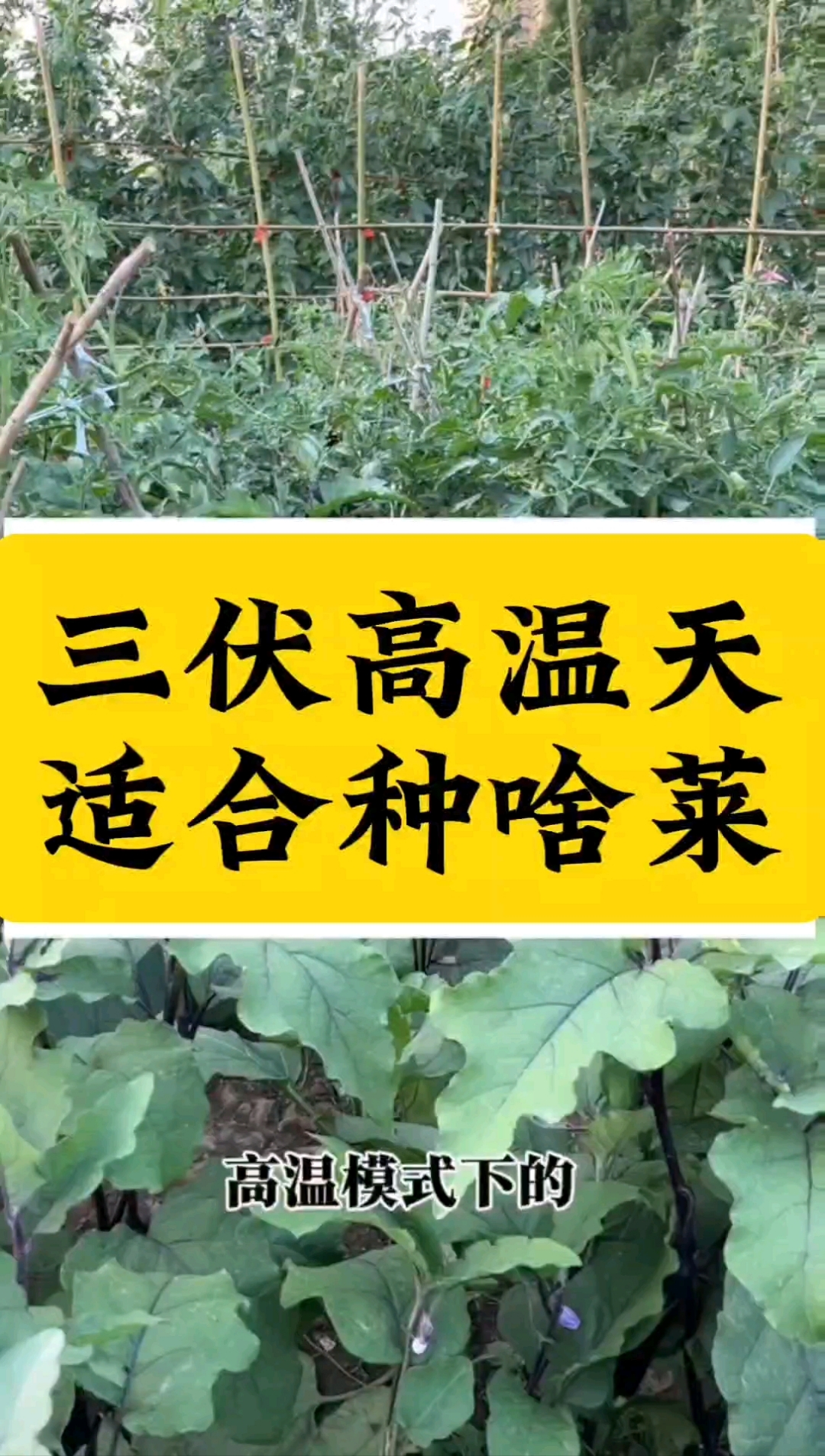 三伏高温天气适合种植哪些蔬菜？你的菜园子都种有哪些菜？