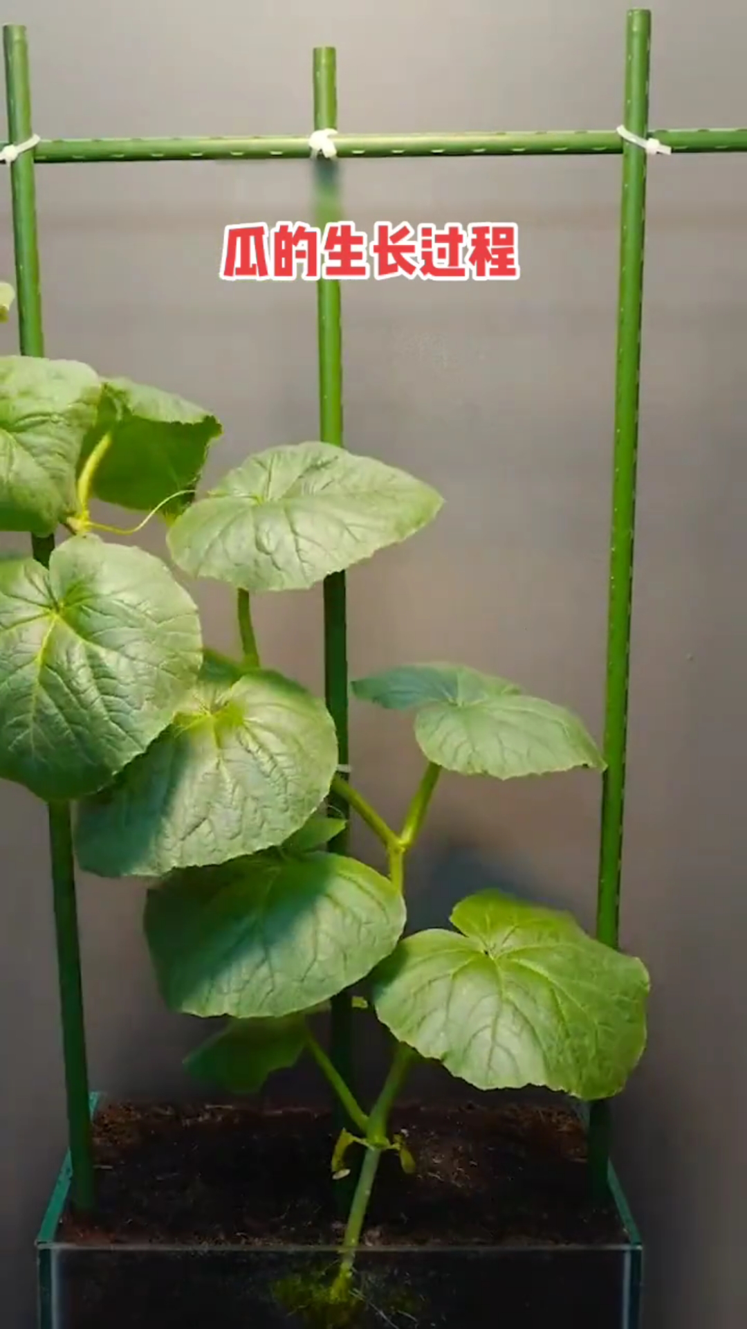 蔬菜种植,种植和生长,记录的生长过程。每个生命都很神奇