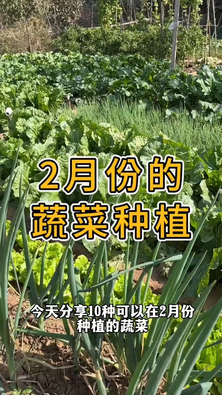 种植最好根据当地的气候条件和种植习惯来确定具体的种植时间