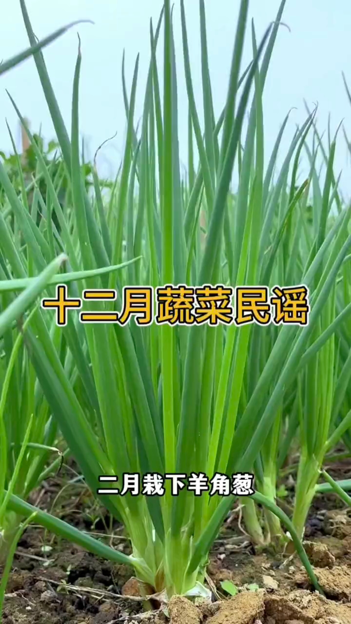 吃就吃应季菜,十二个月的蔬菜民谣,明明白白时令菜。