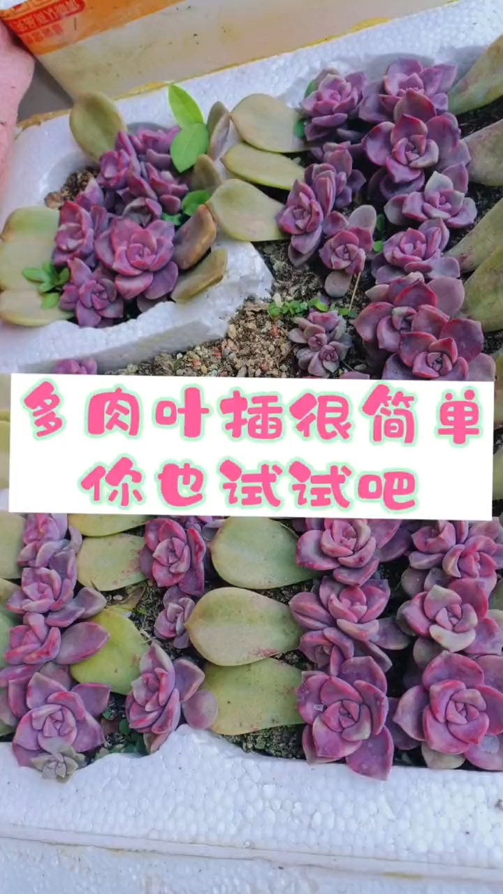 用多肉叶子进行叶插,每次都能成功地繁殖出新的植物。