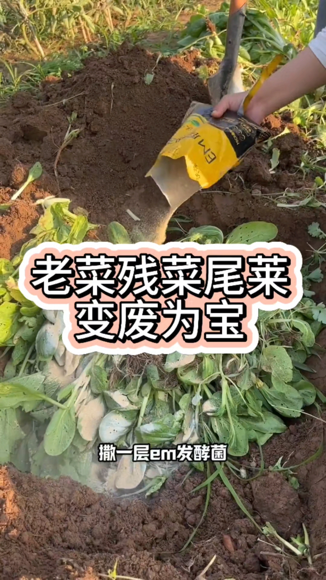 老菜残菜尾菜变废为宝