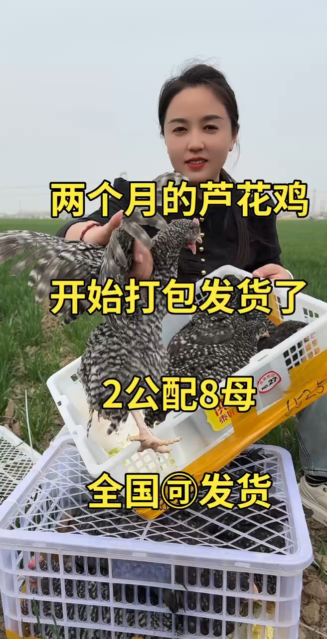 纯种芦花鸡鸡苗,大小规格都有