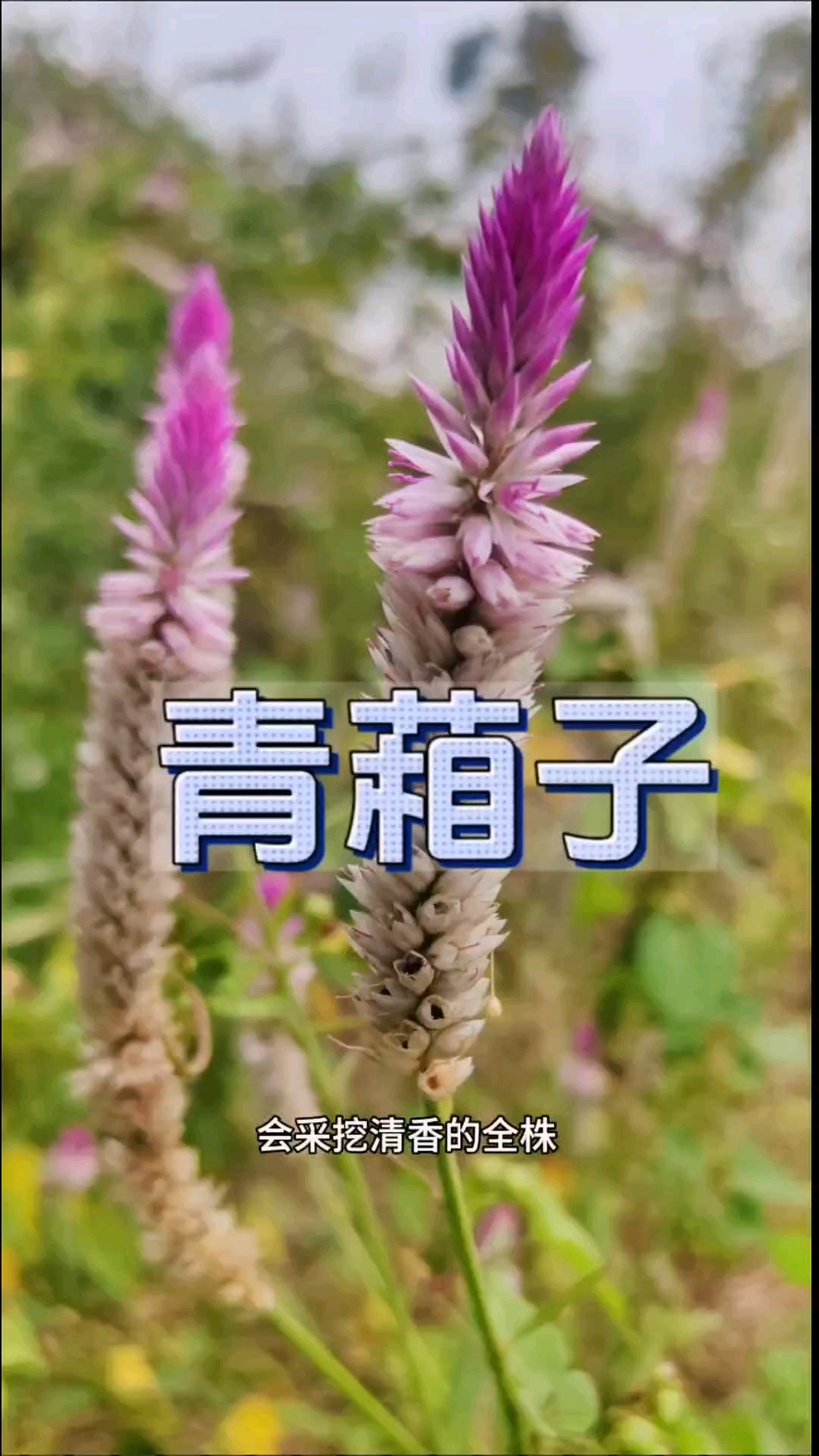 青葙子,又名青葙,野鸡冠花,狼尾花,鸡冠苋,大尾鸡冠花