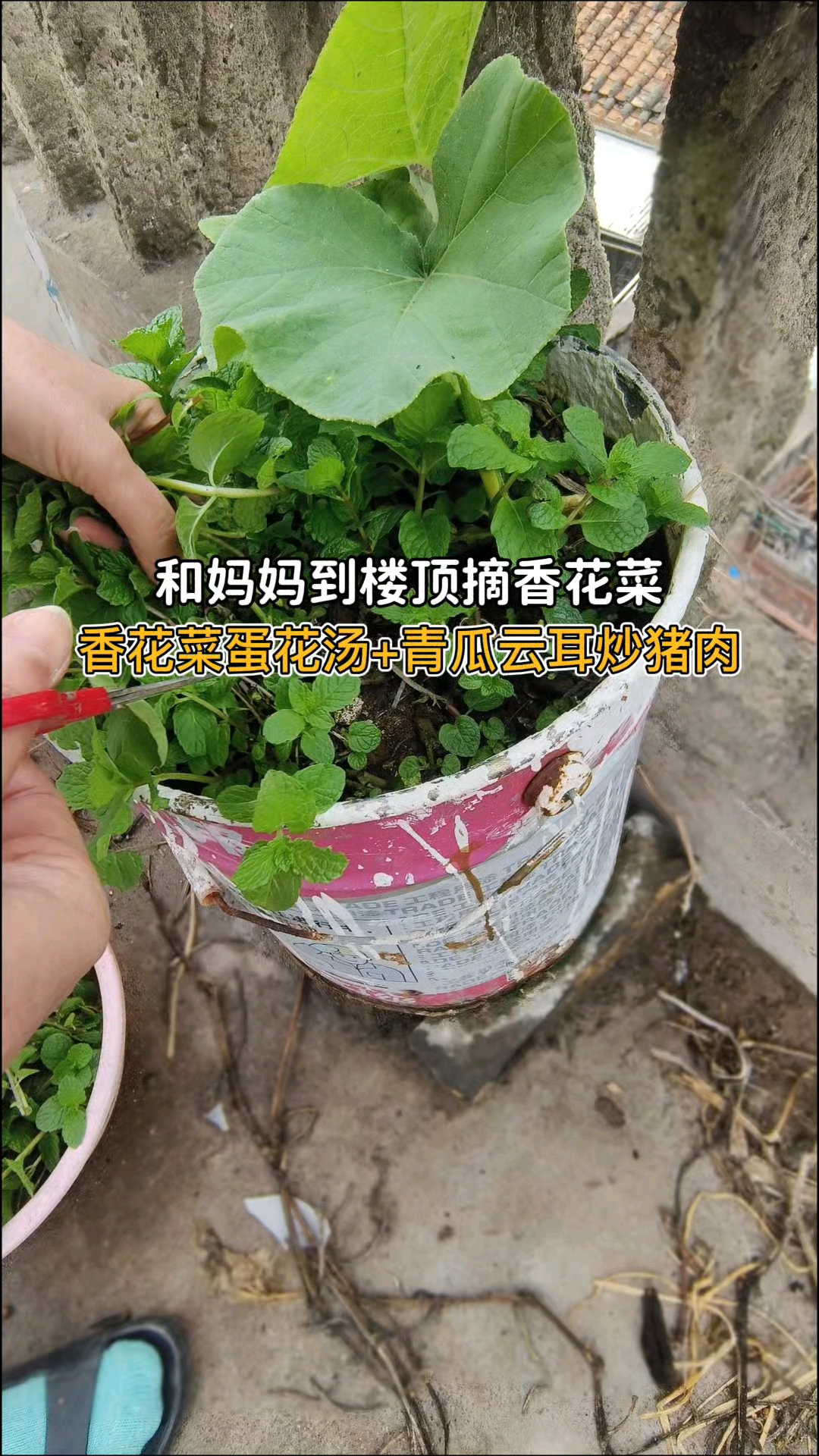 香花菜祛湿!90后的姐姐楼顶种的养生菜只因为妈妈喜欢吃