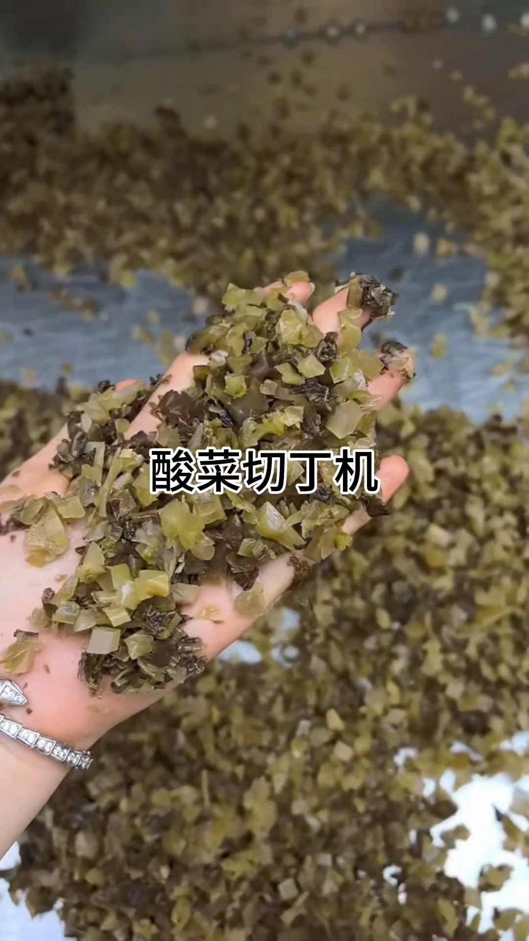 酸菜切丁机雪菜切丁机一次成型#白菜切丁机 #油菜切丁机 