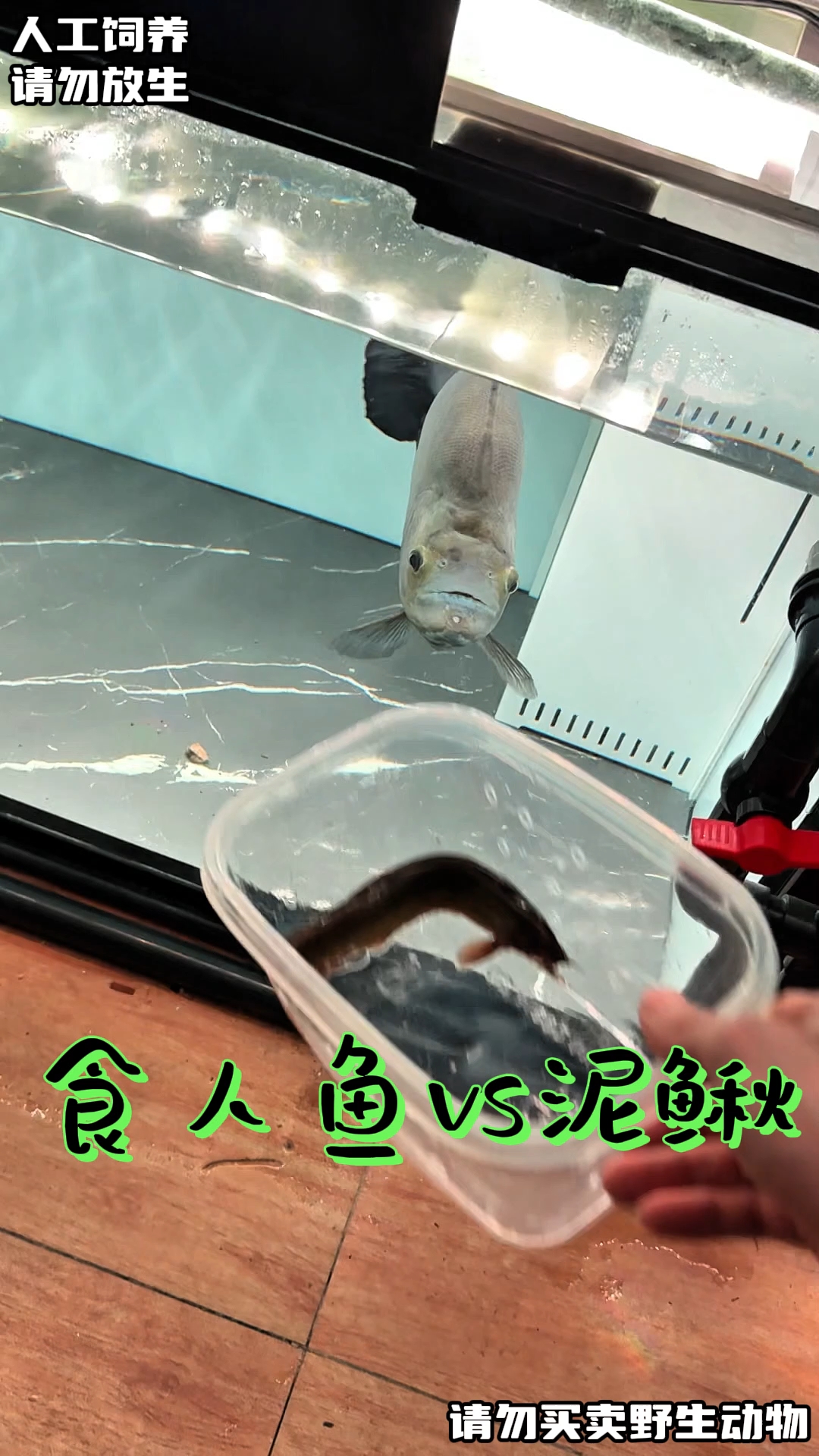 什么鱼是食人鱼的天敌?#阿权玩猛鱼  