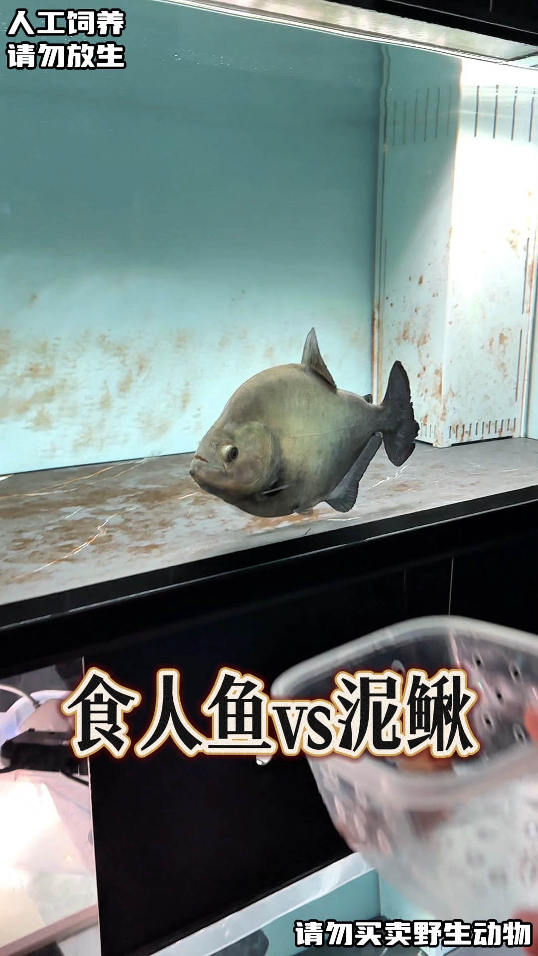 大型黑食! #水族 #阿权玩猛鱼 #水虎鱼 #食人鱼 