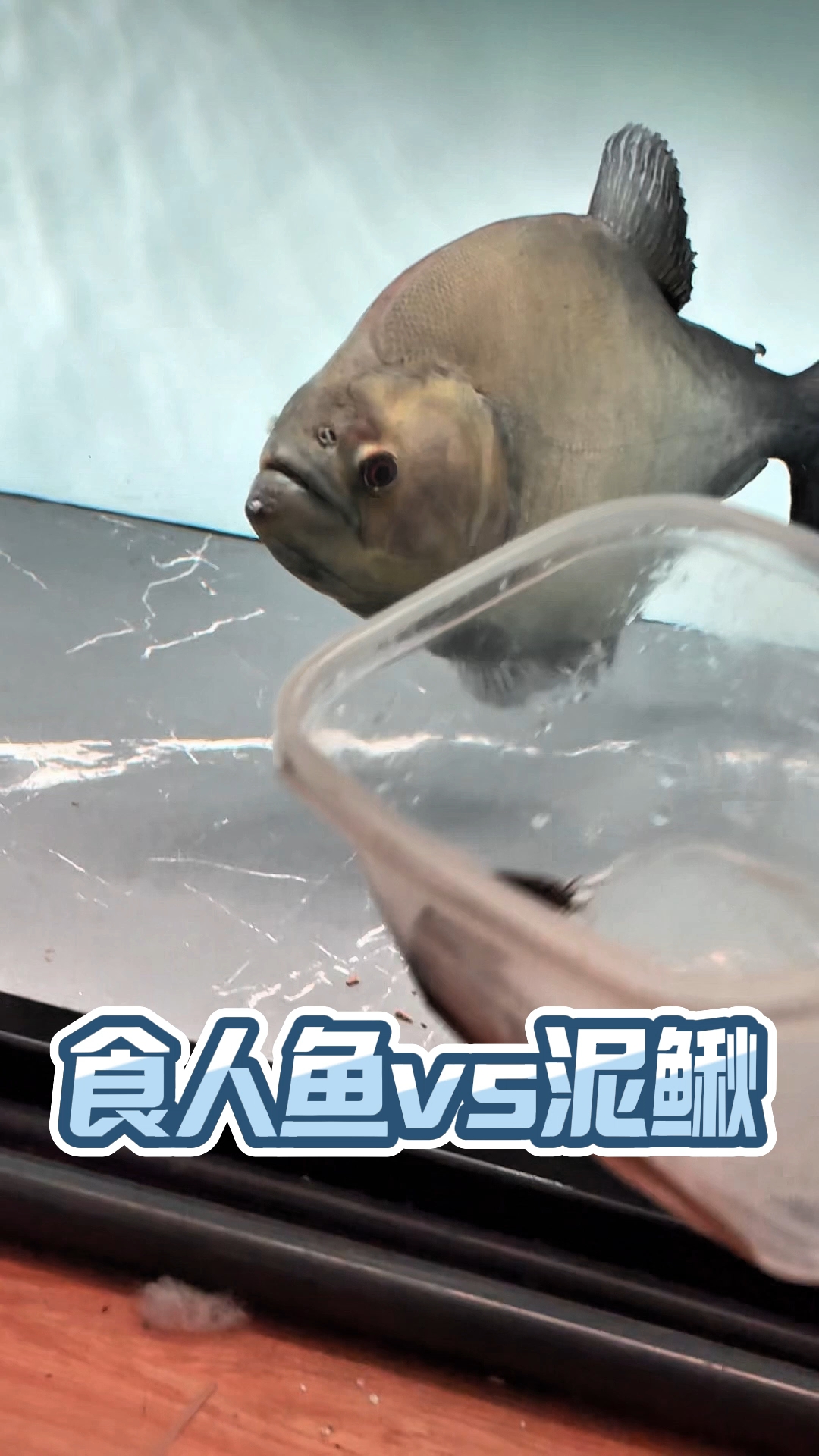 食人鱼能有什么天敌呢?