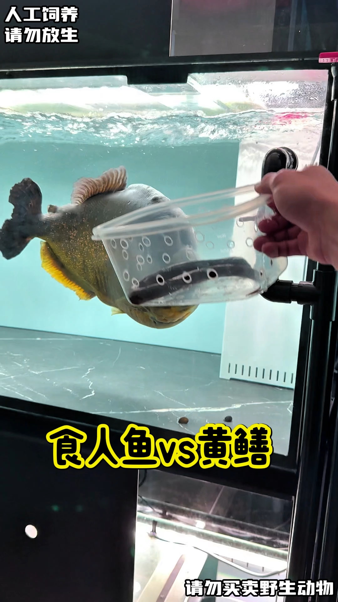 大型食人物! #水族 #阿权玩猛鱼 #水虎鱼 #食人鱼 