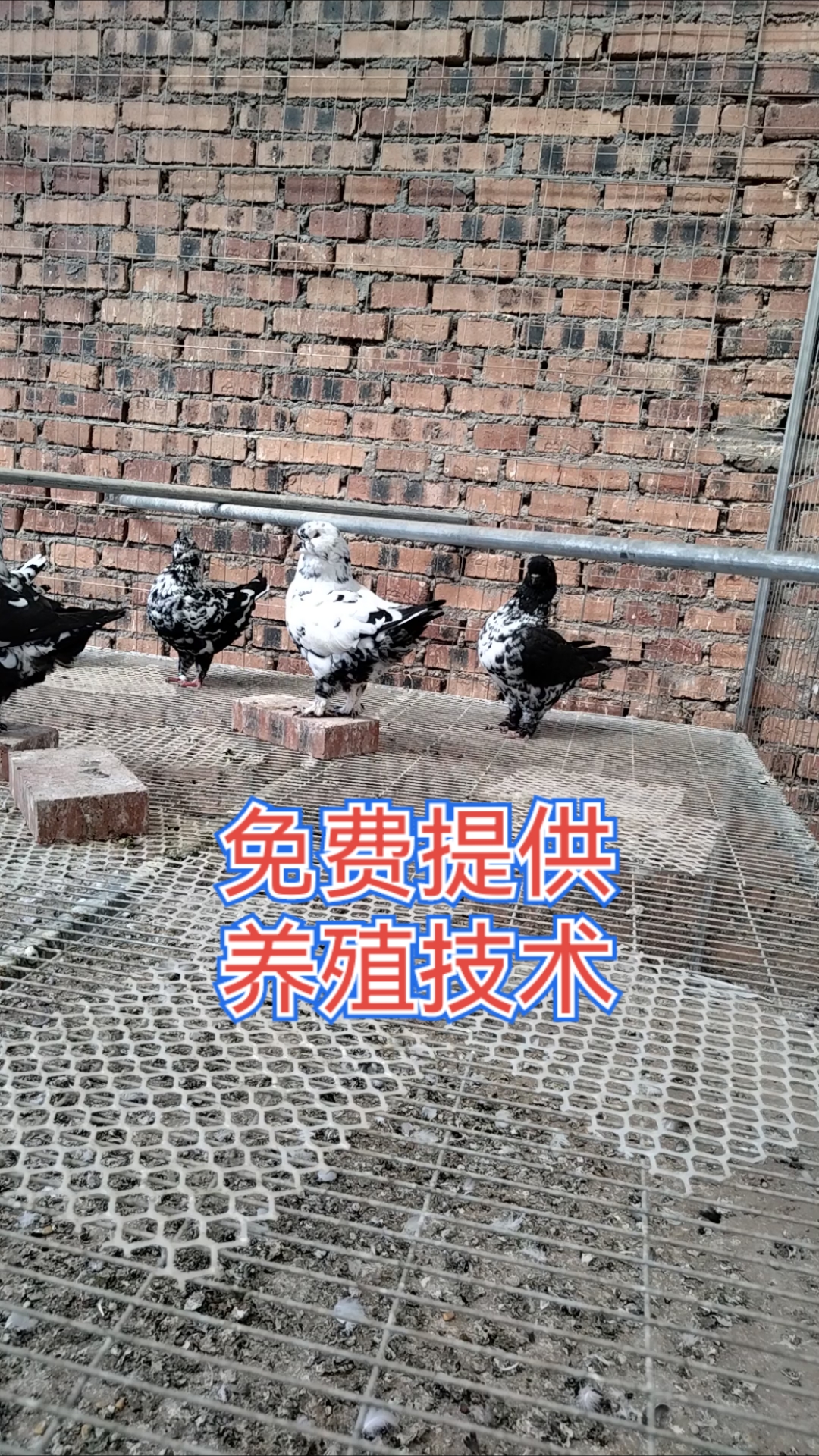 肉鸽养殖技术分享