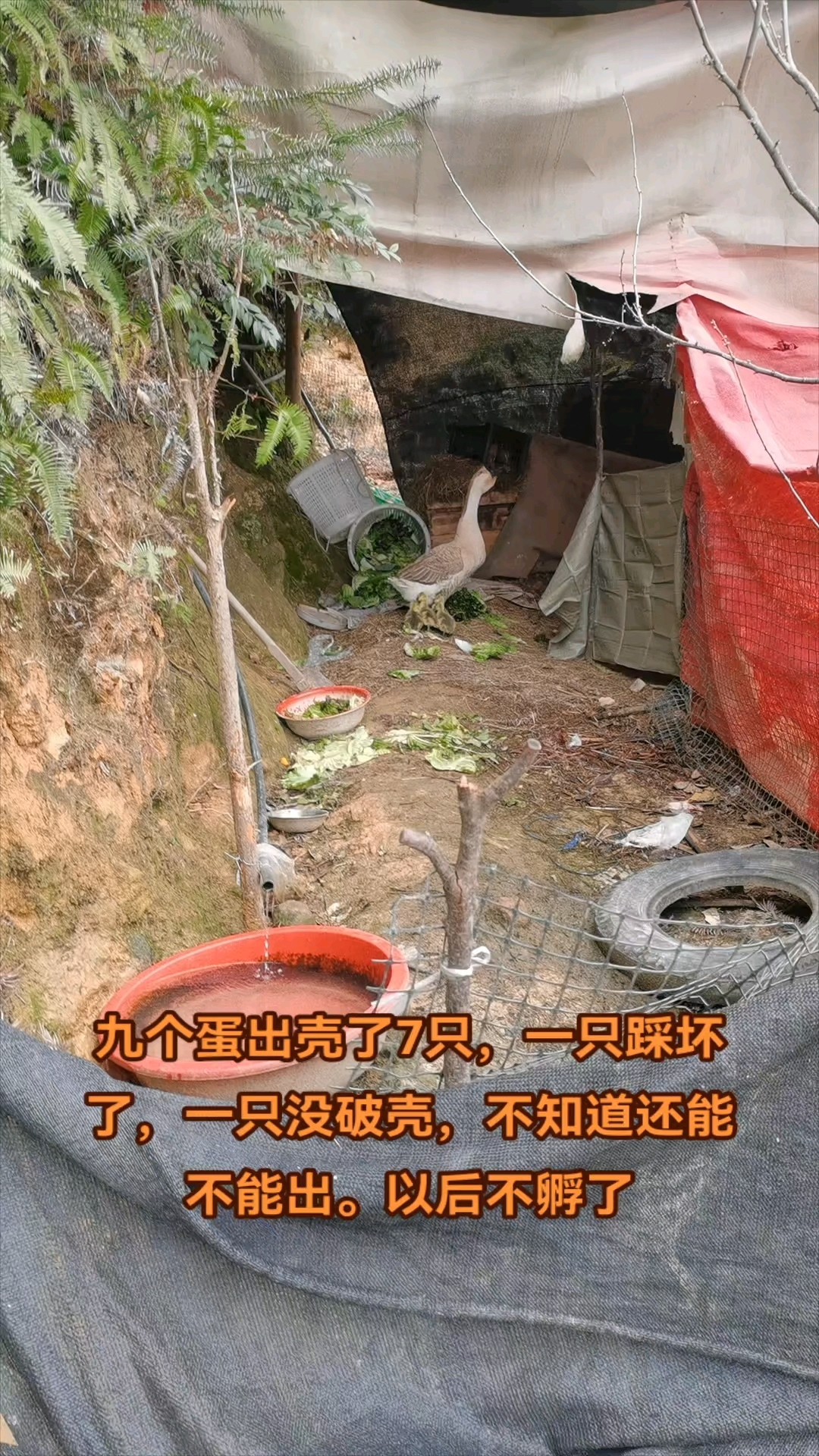 狮头鹅苗